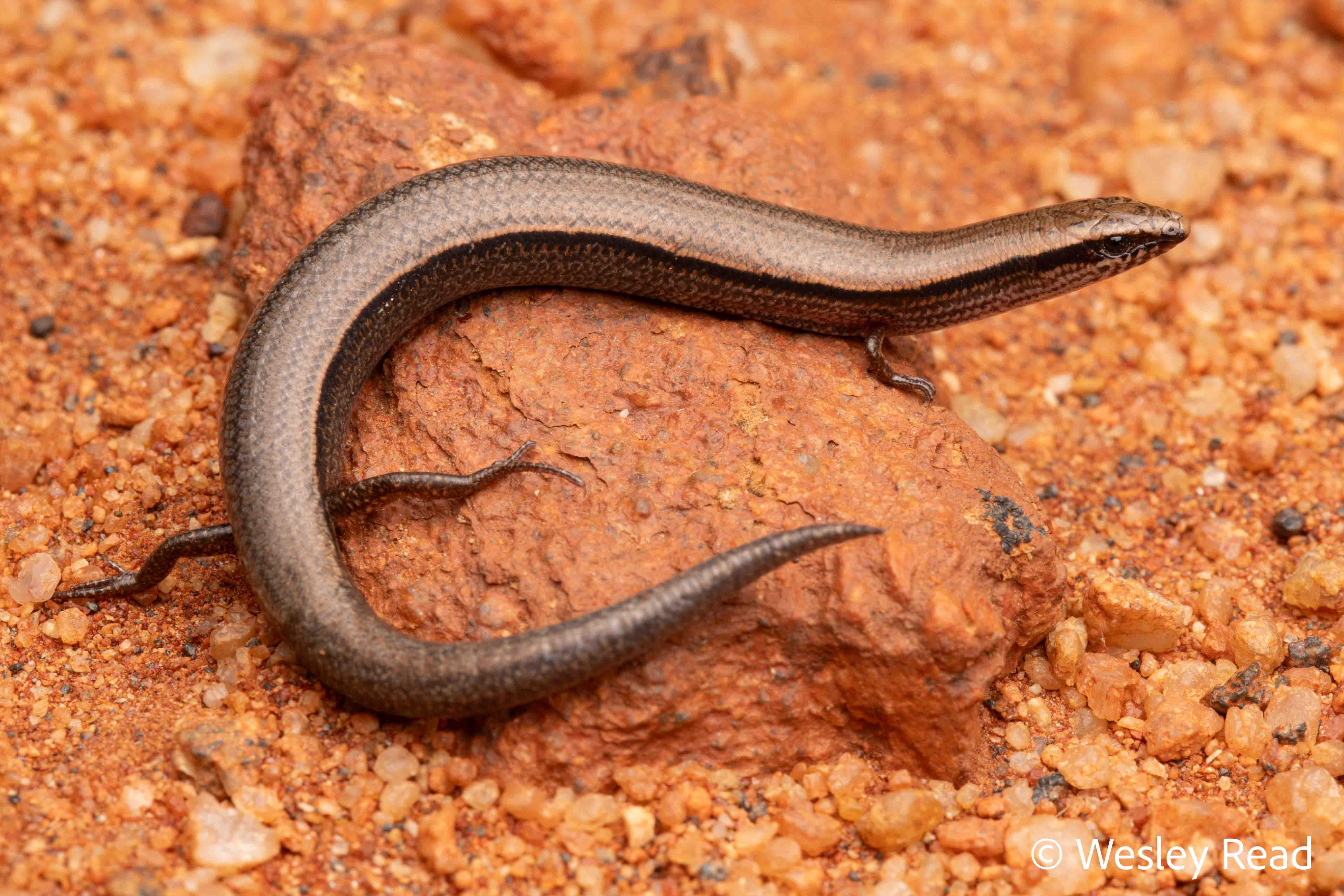 Lerista cf. jacksoni
