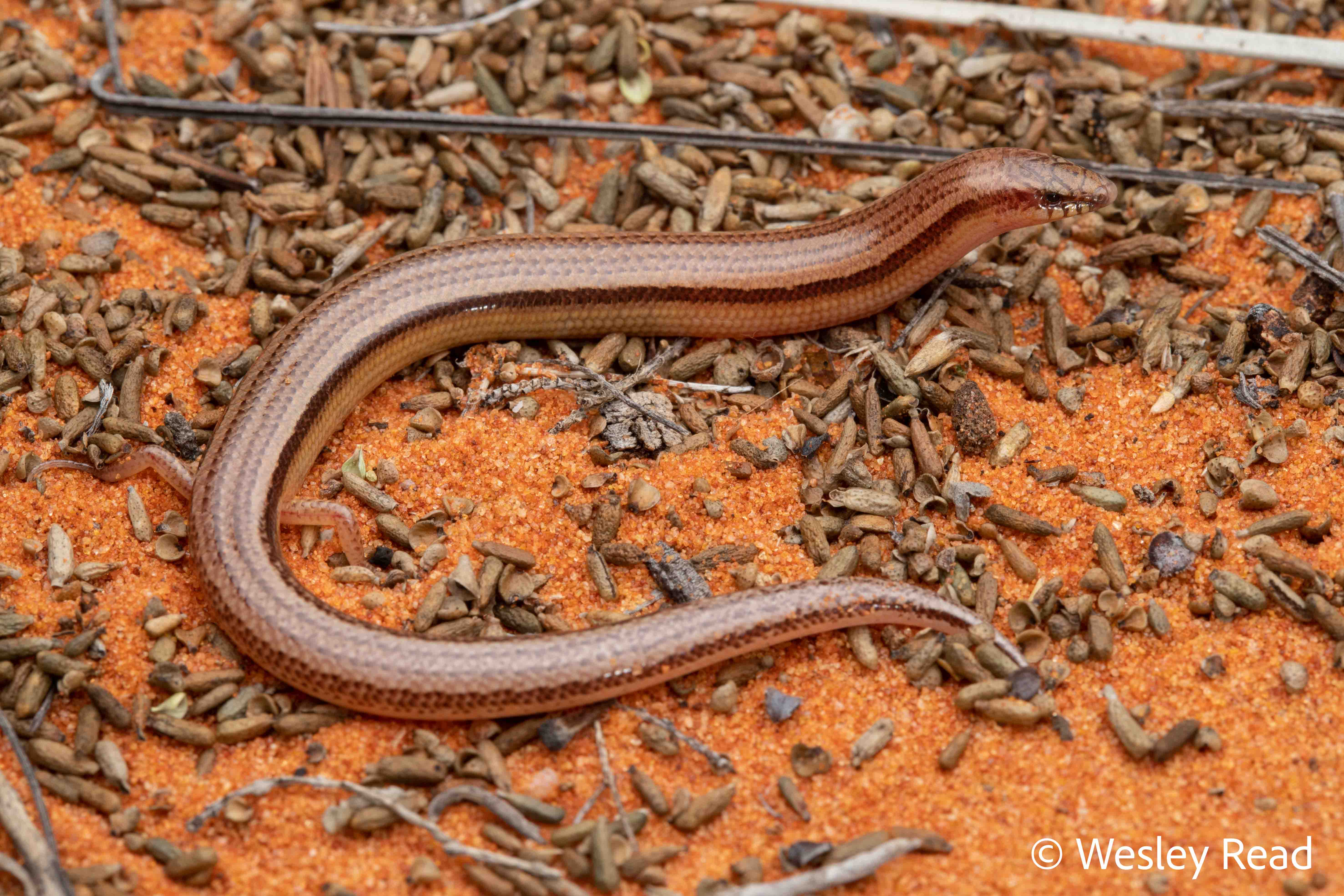 Lerista kennedyensis