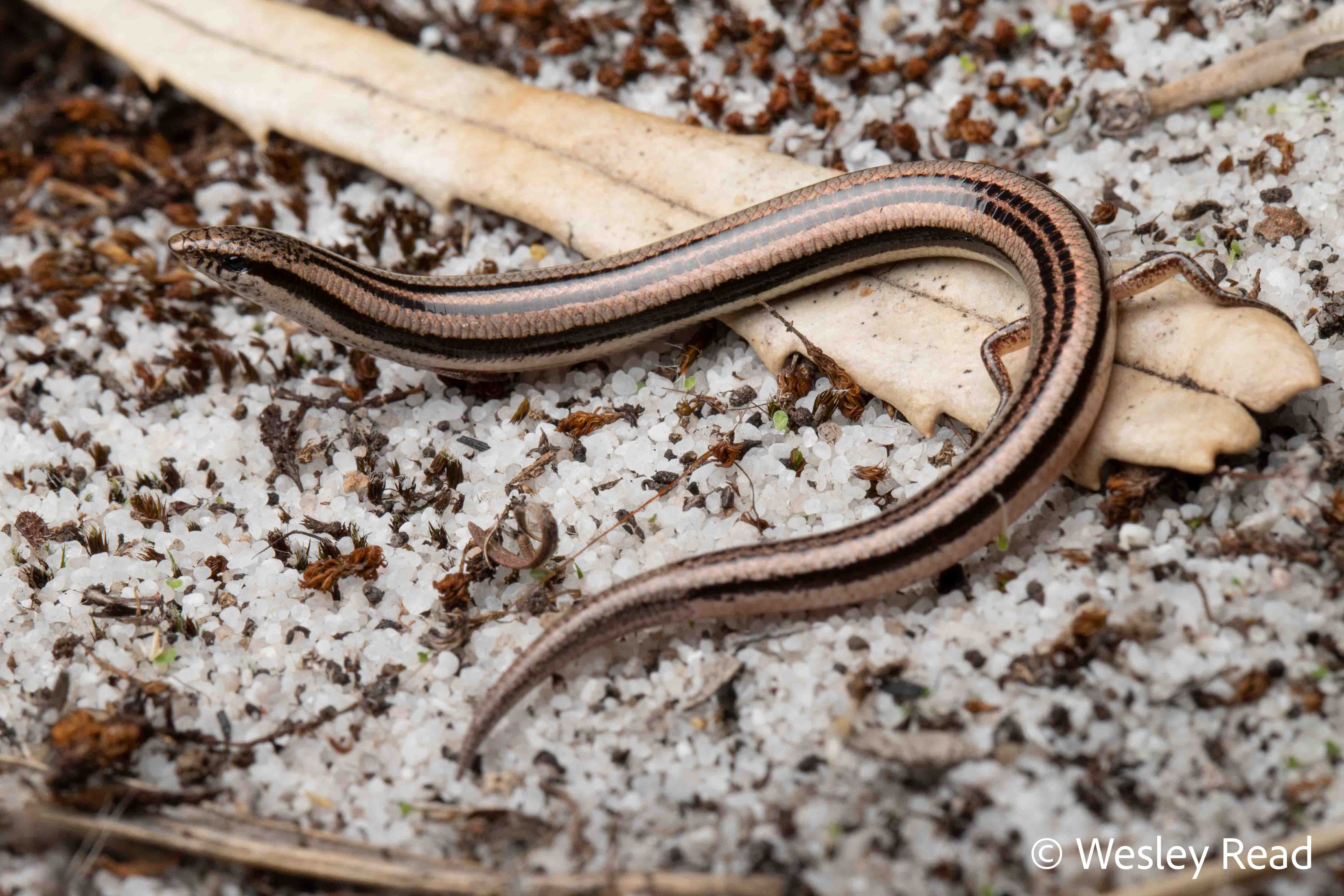 Lerista lineata