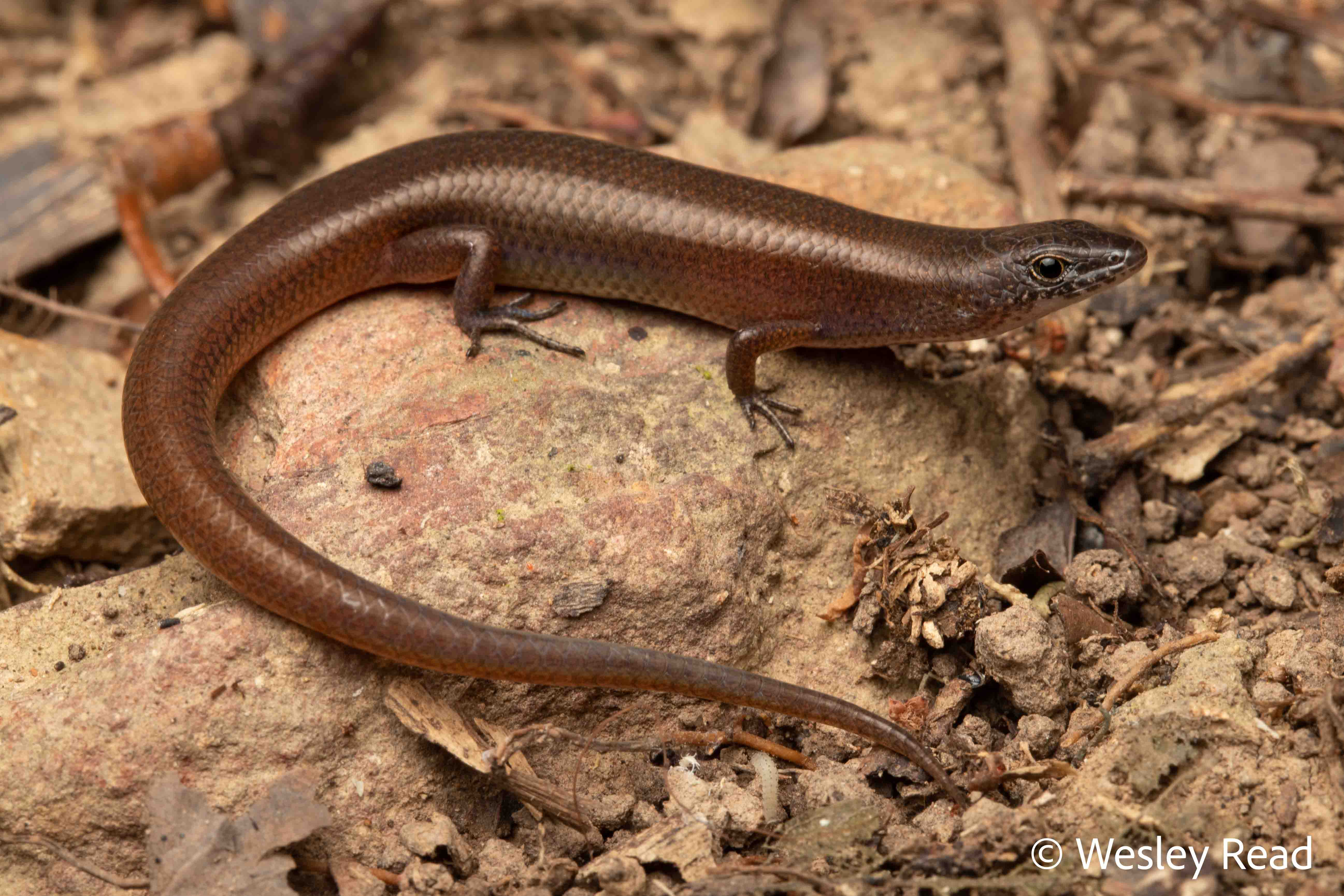 Lygisaurus macfarlani