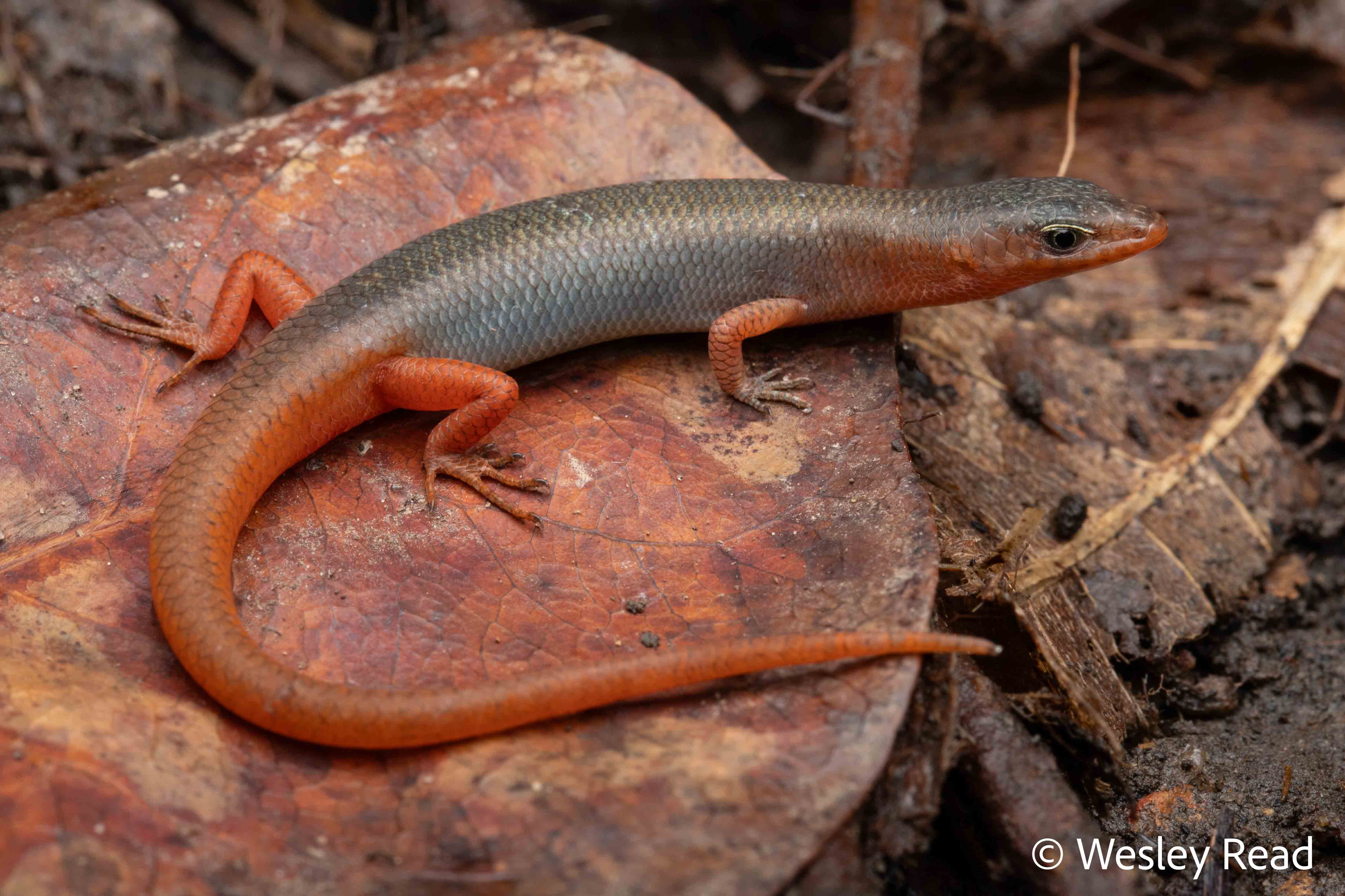 Lygisaurus macfarlani
