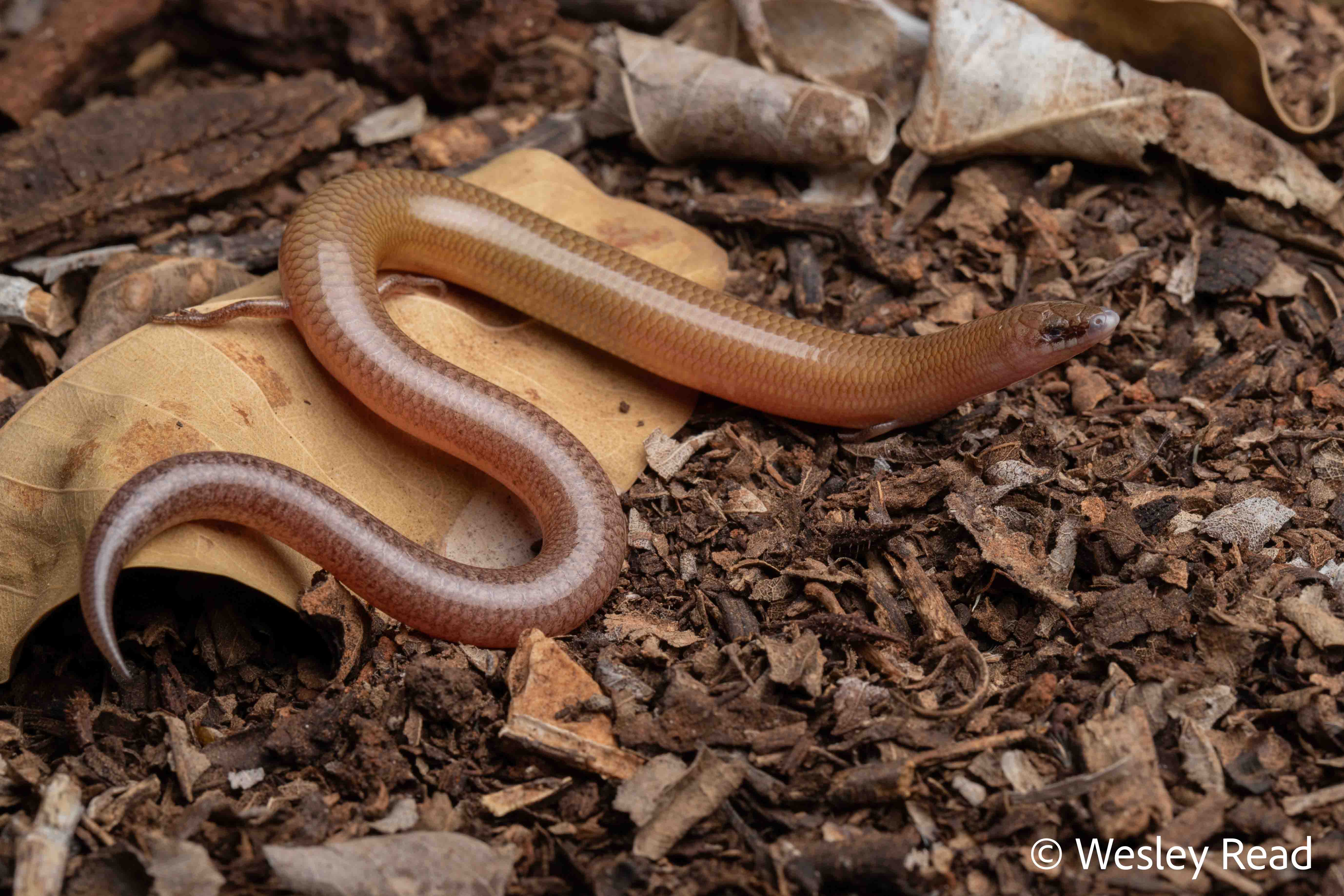 Lerista macropisthopus