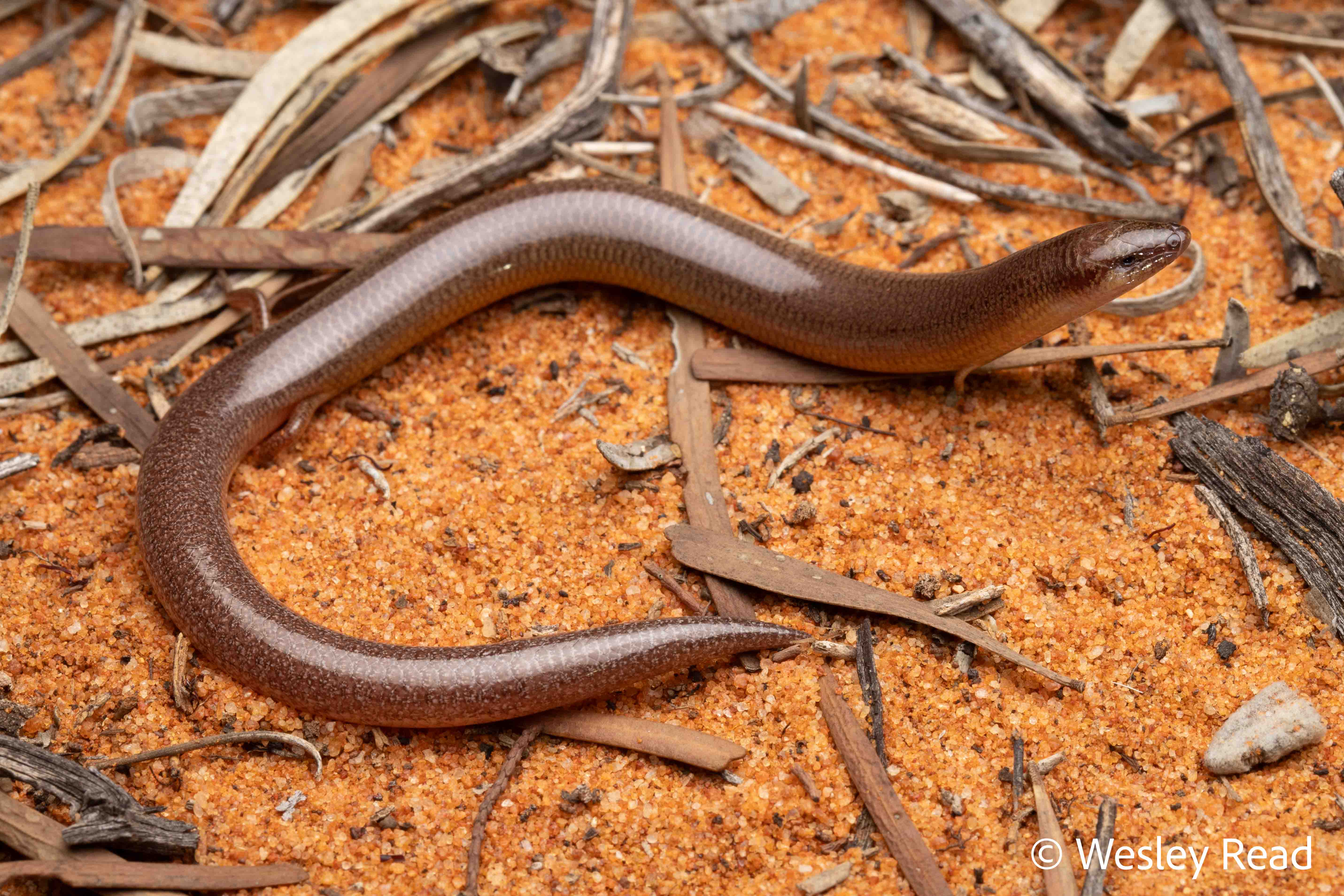 Lerista macropisthopus