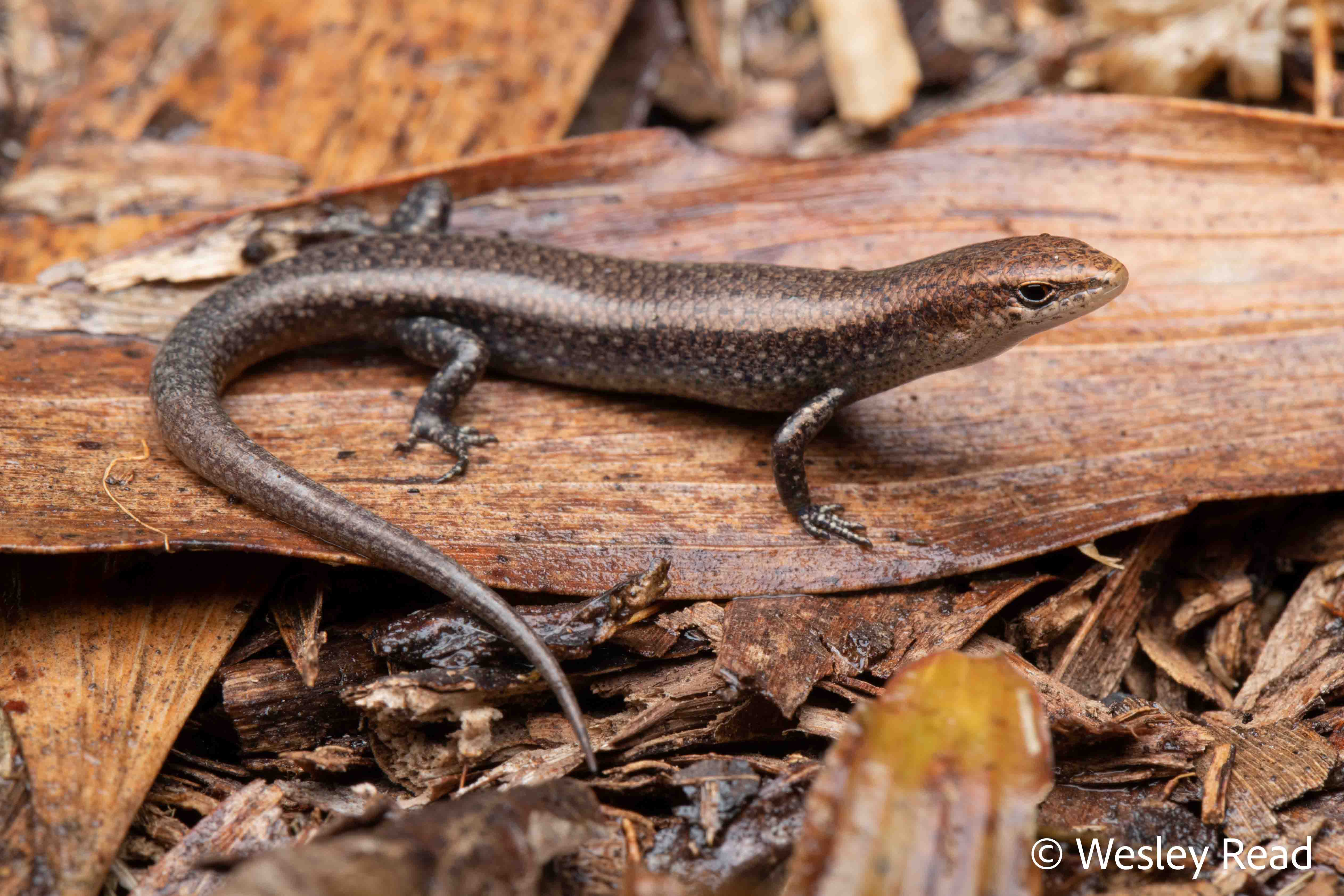 Lygisaurus malleolus