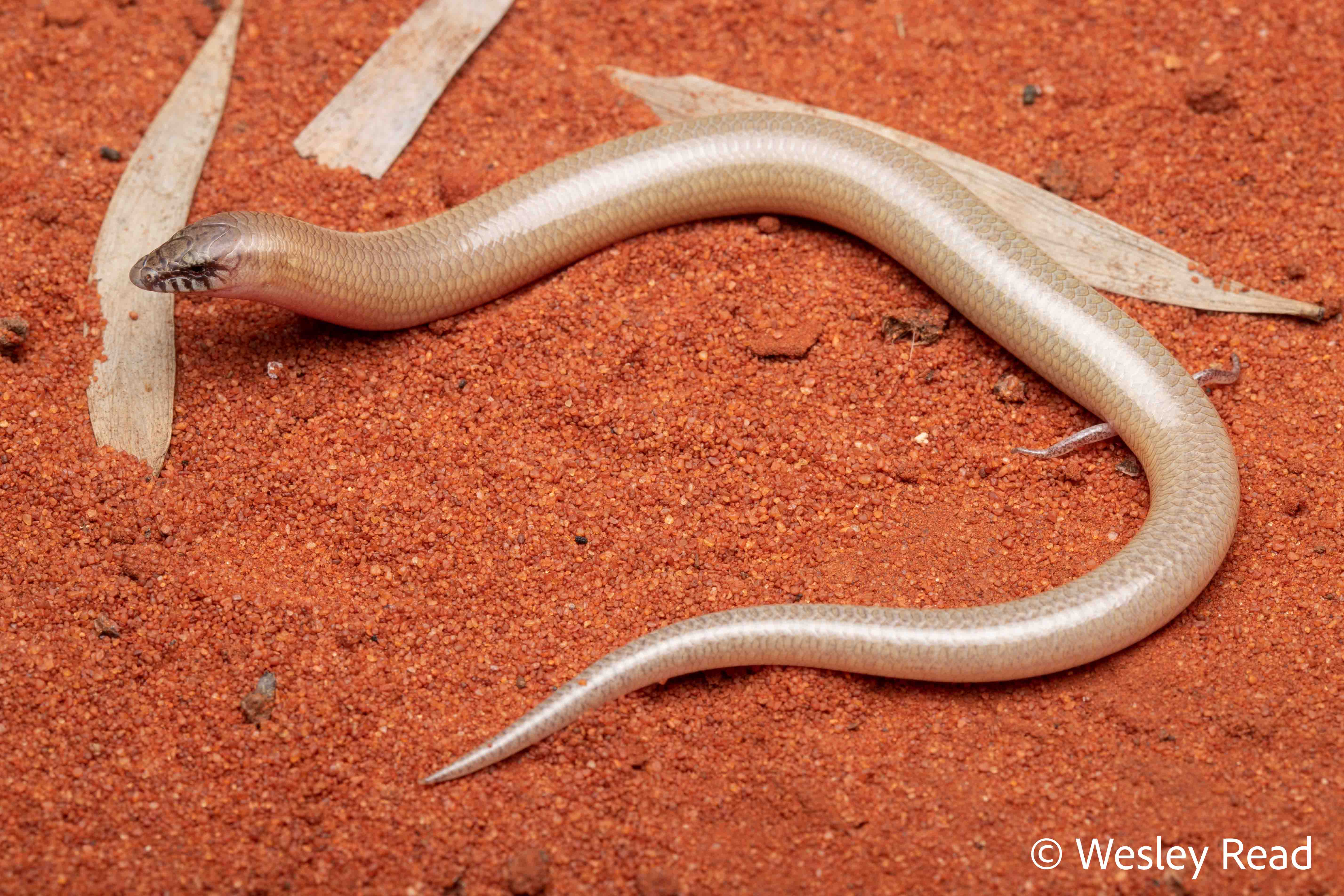 Lerista miopus