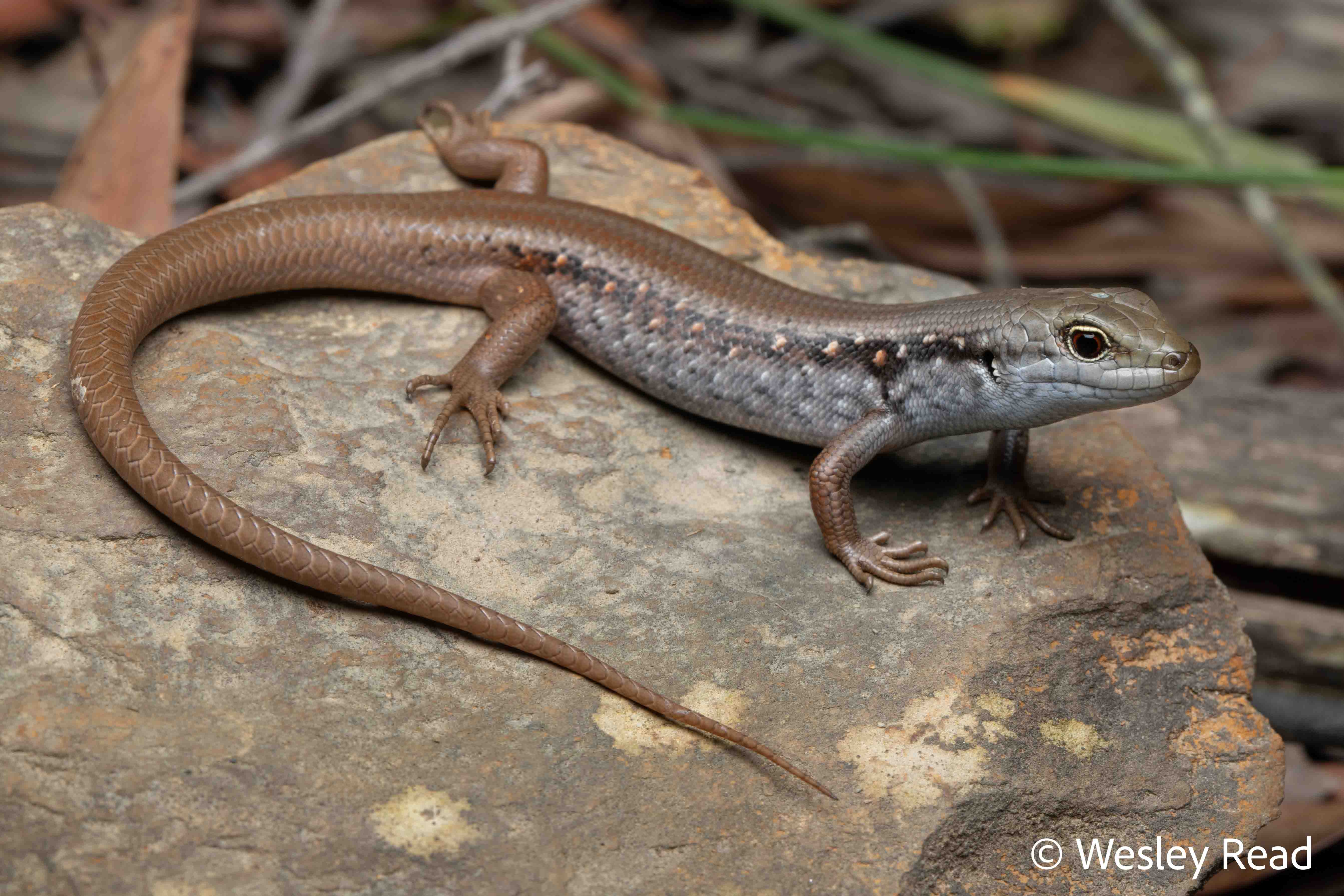Liopholis montana