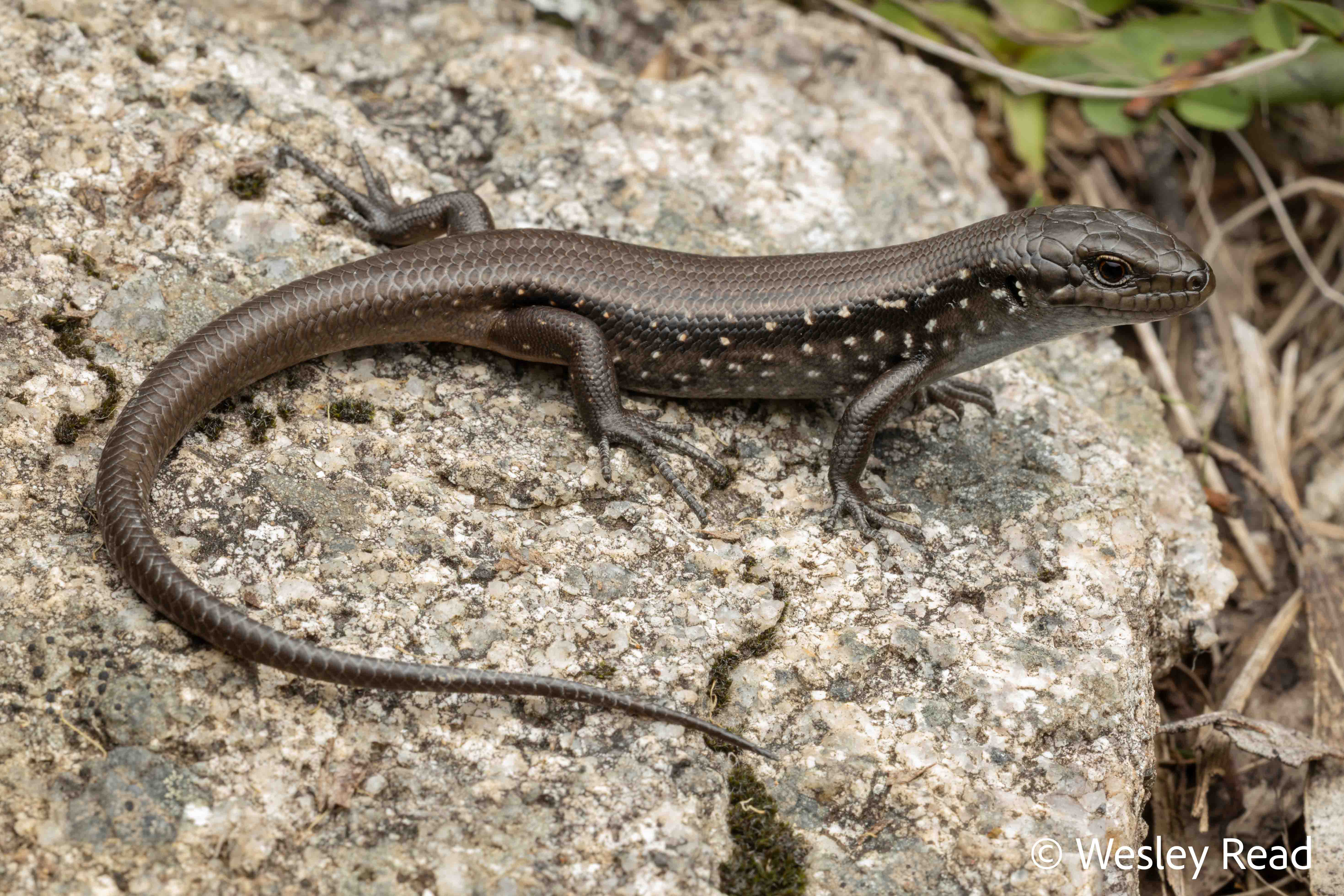 Liopholis montana