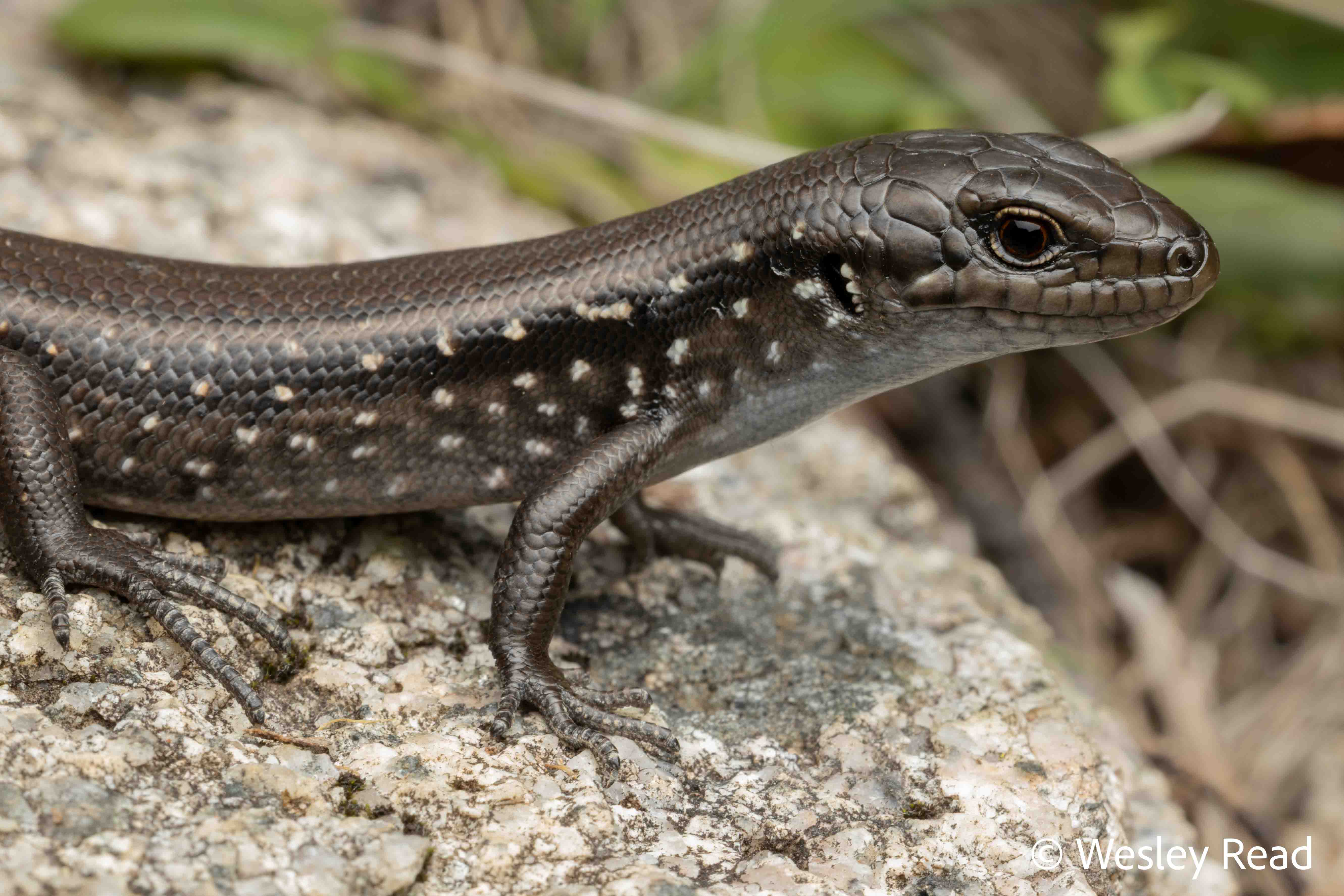 Liopholis montana