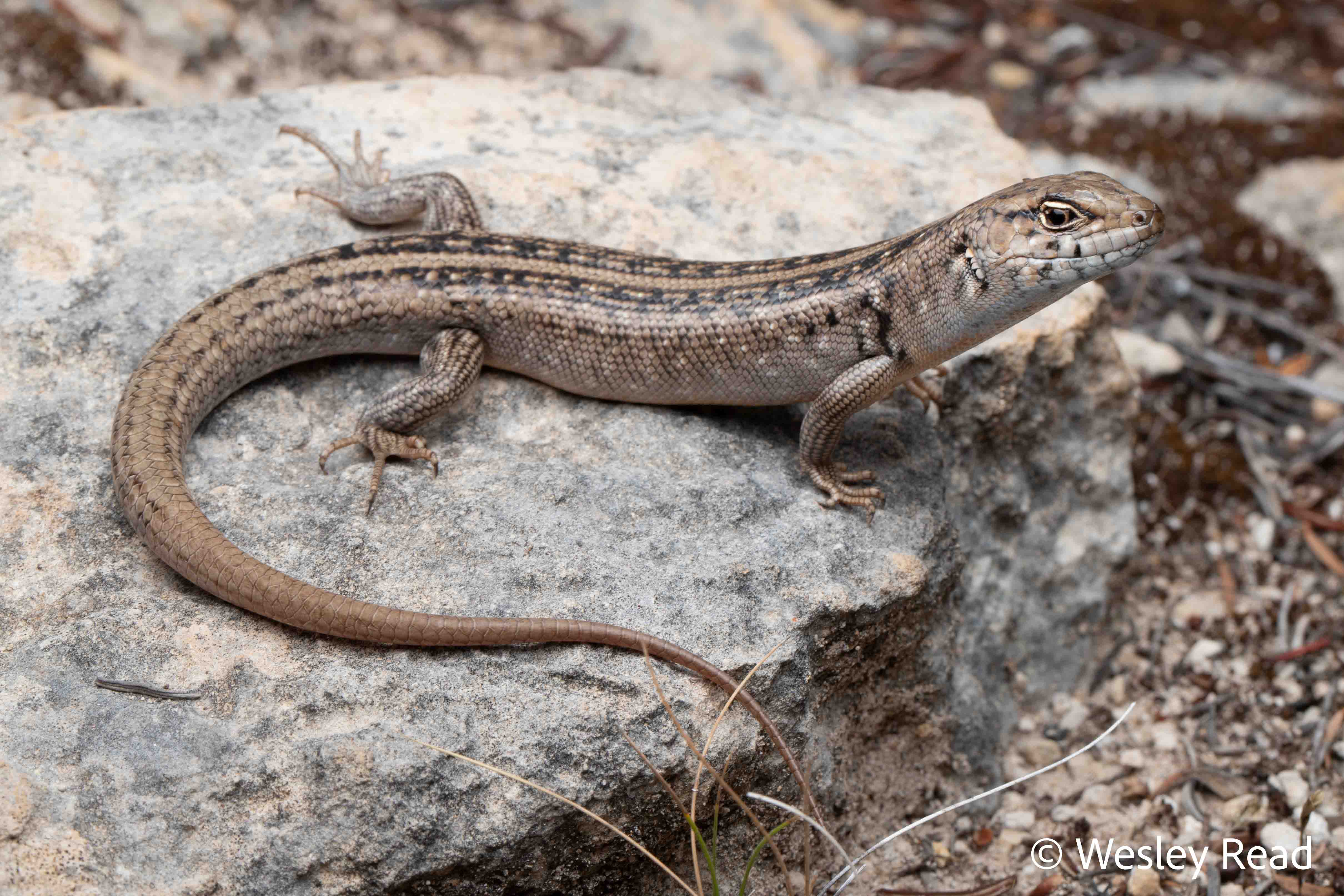 Liopholis multiscutata