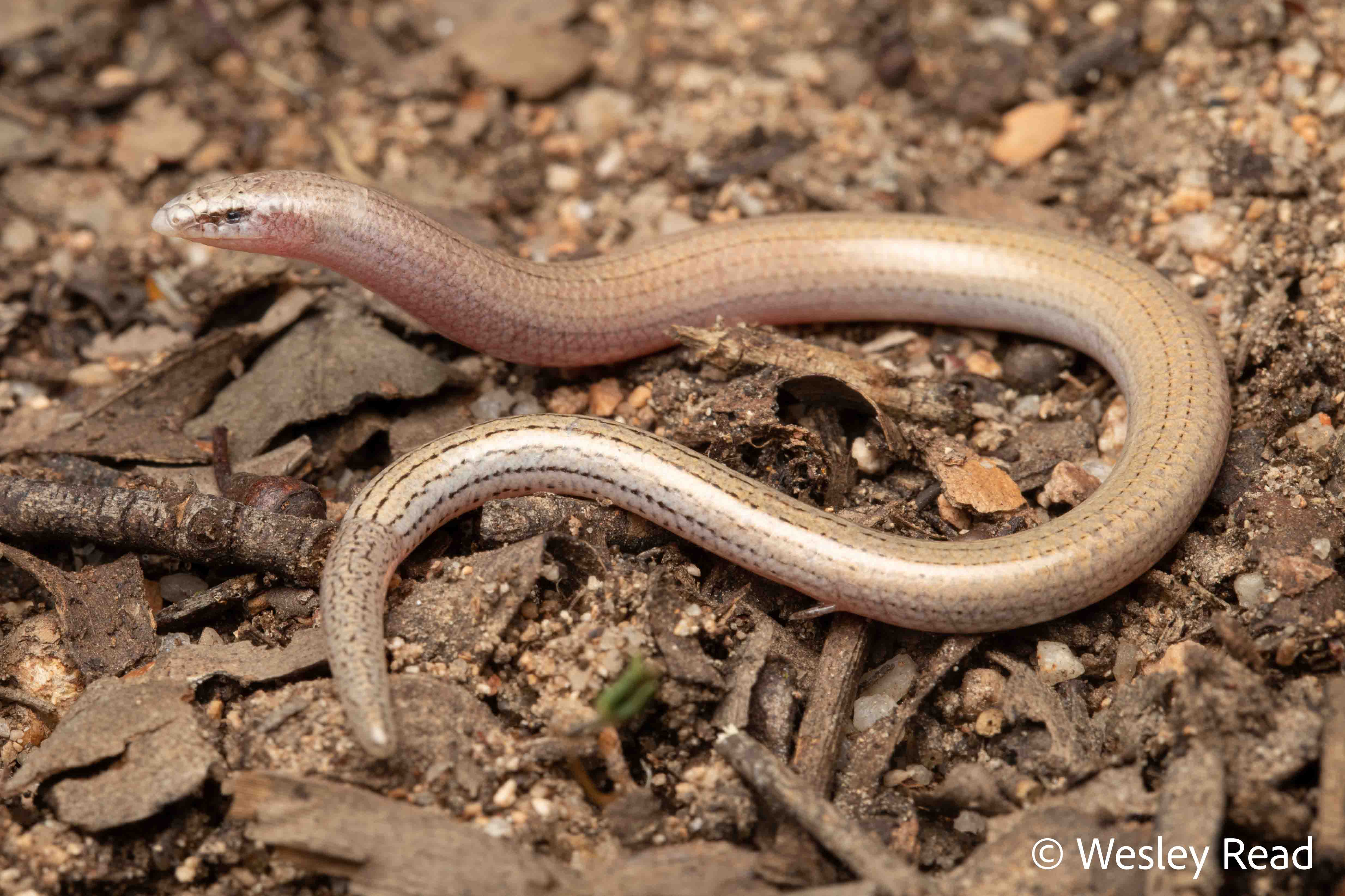Lerista parameles