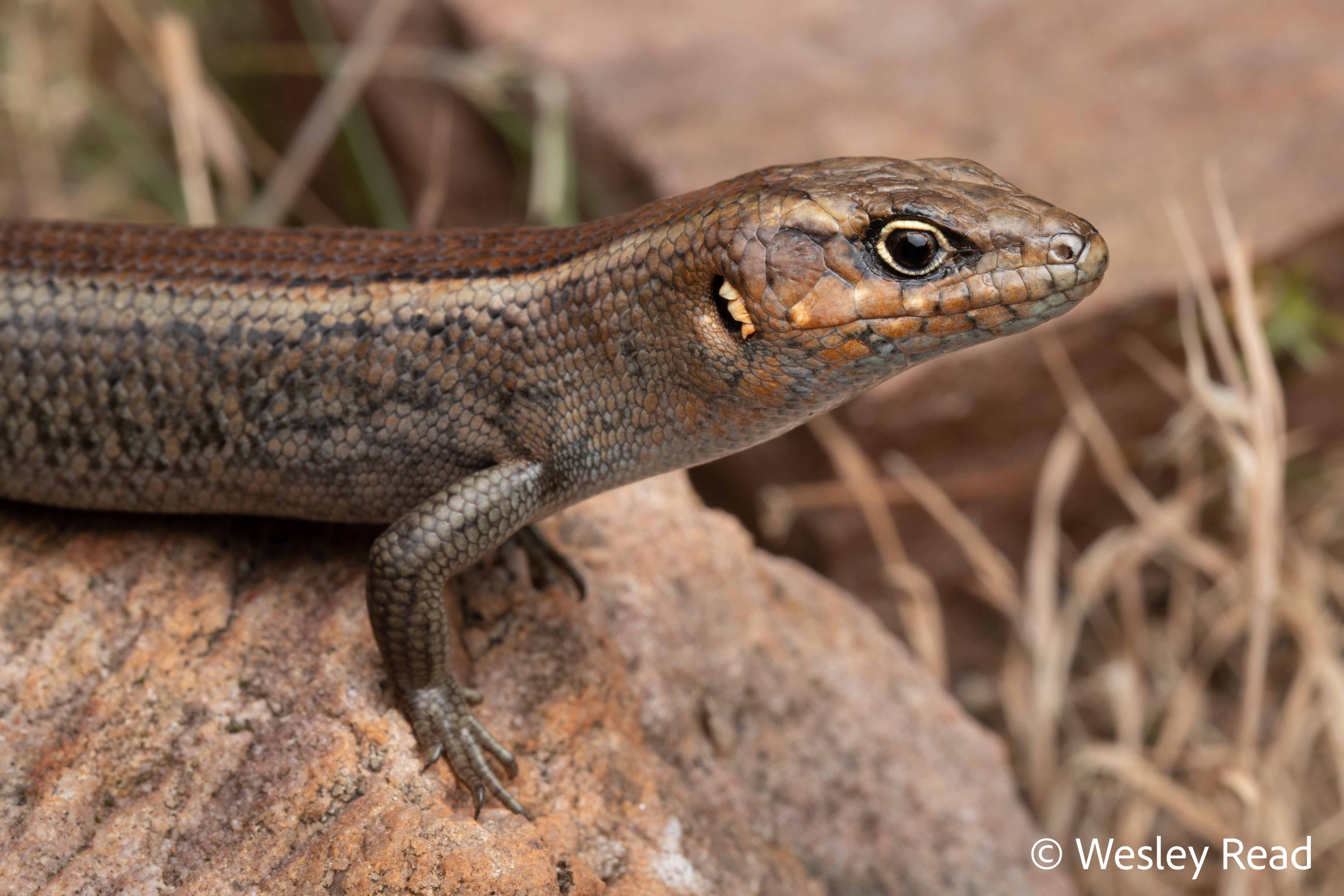 Liopholis personata