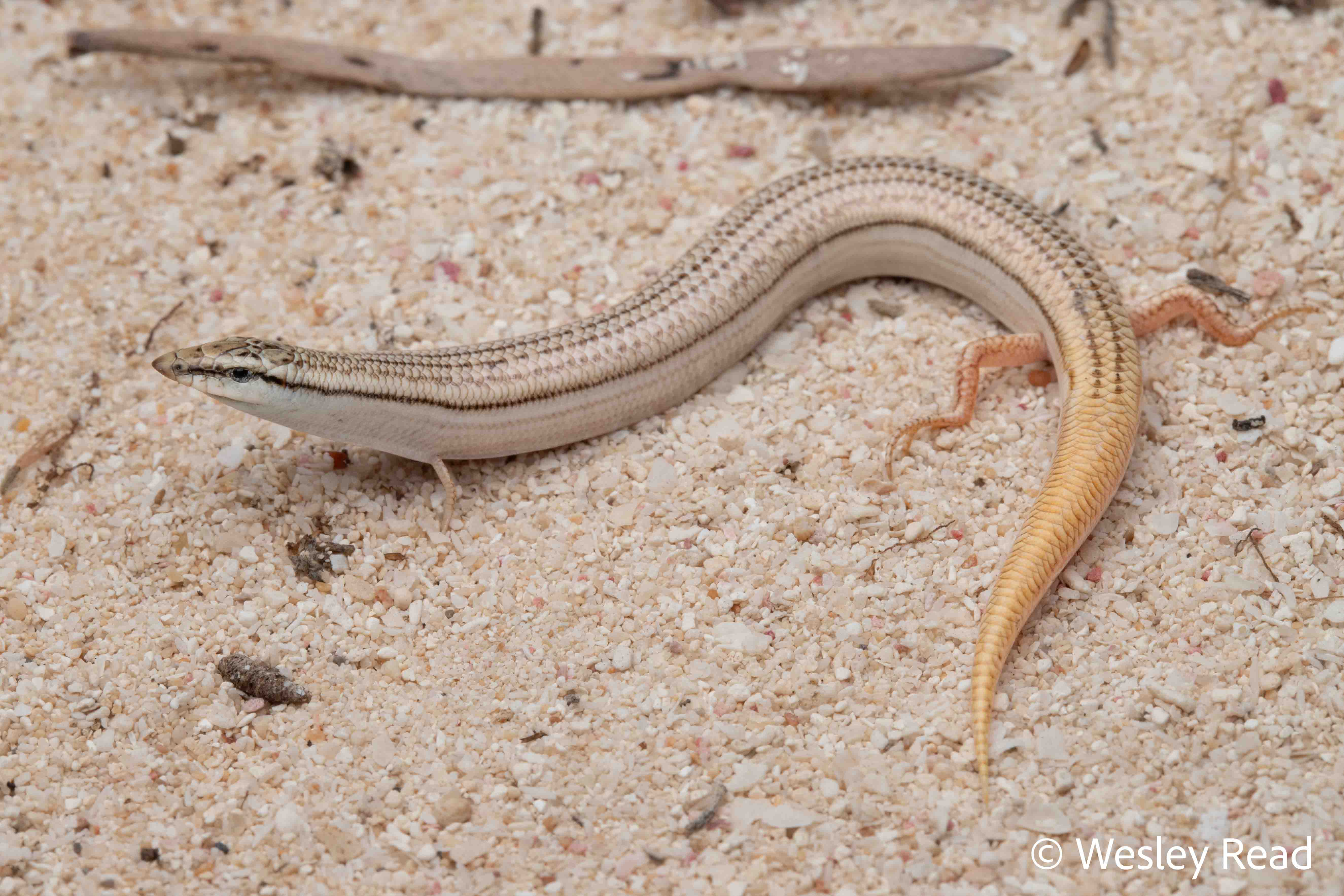 Lerista planiventralis