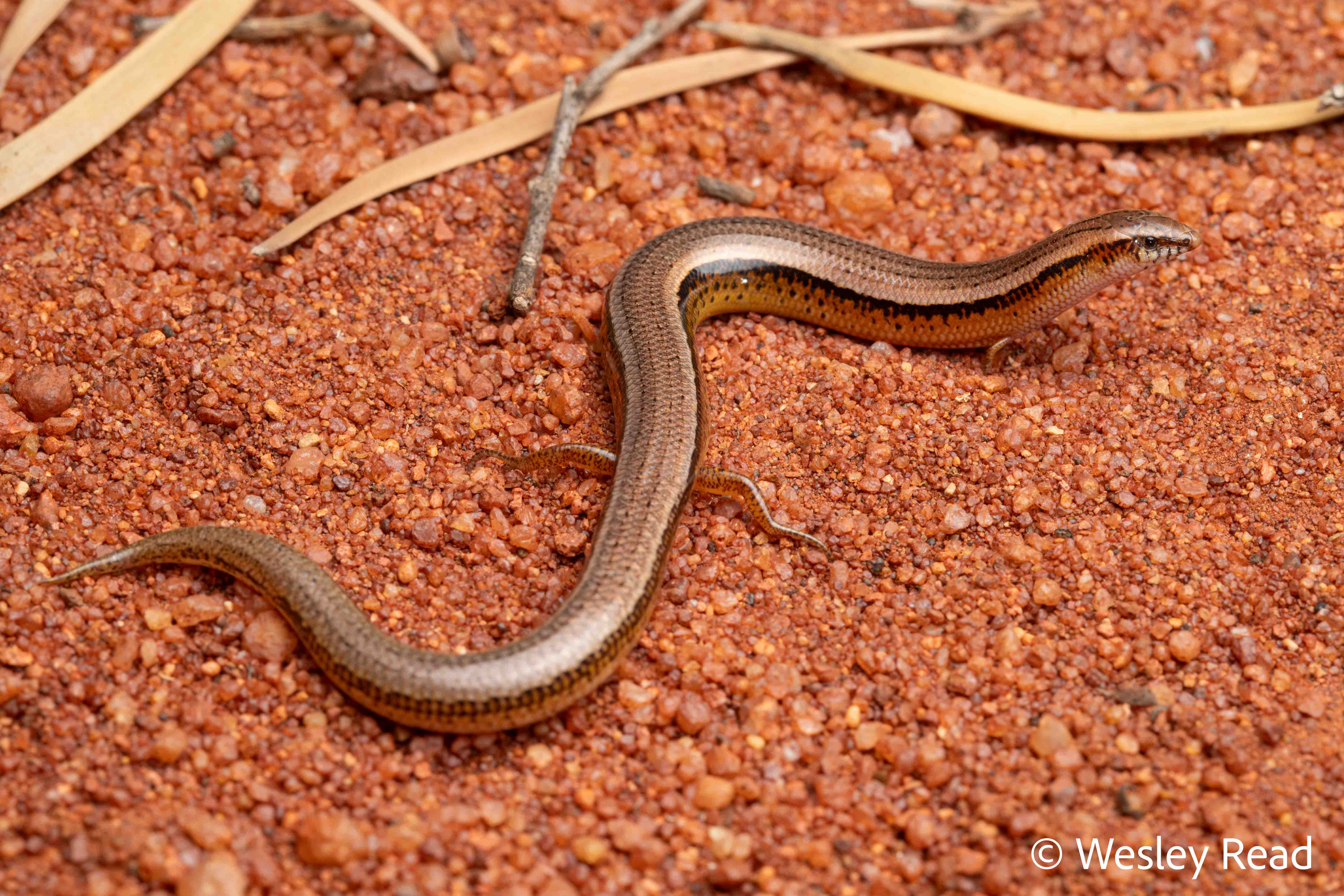 Lerista stictopleura