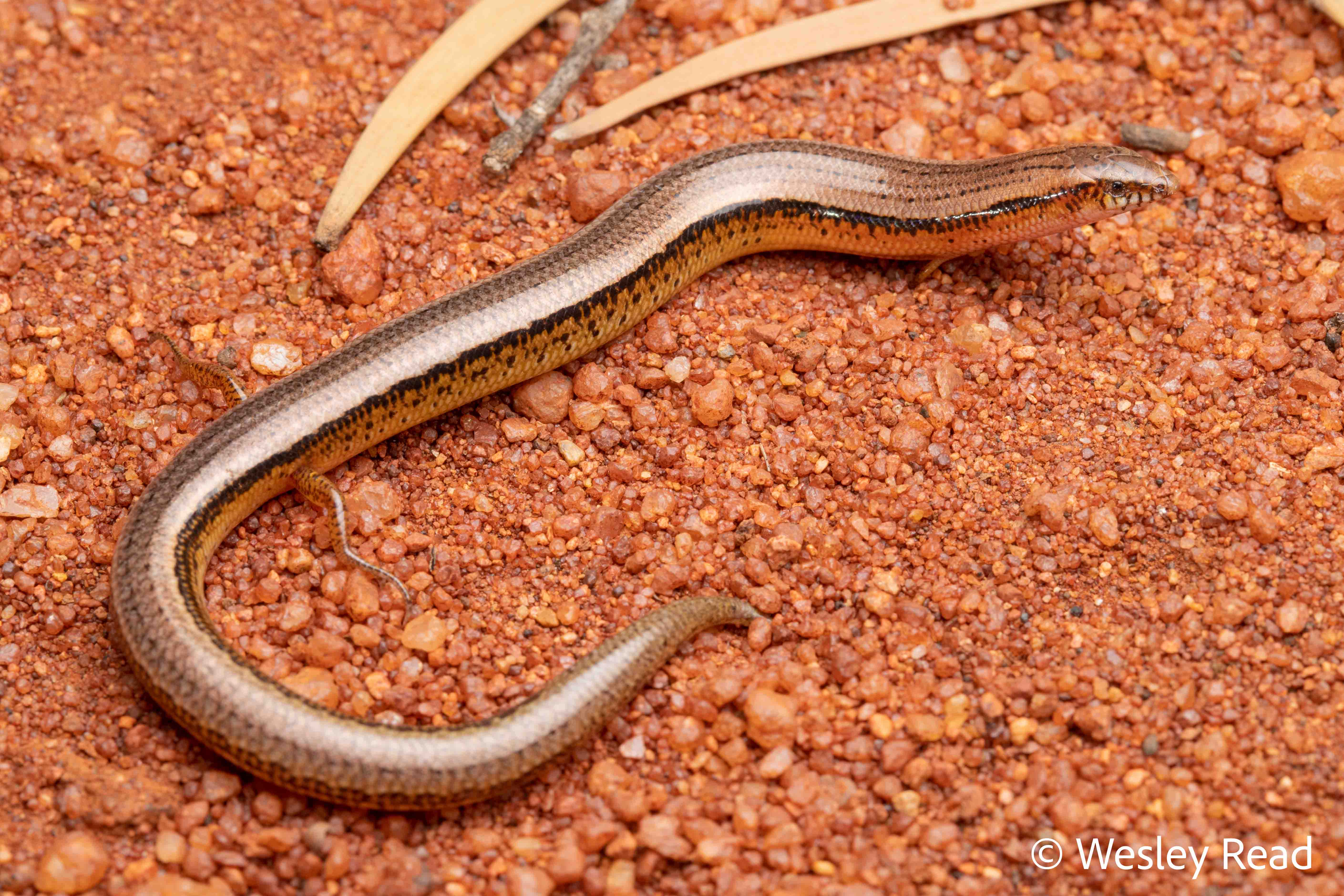 Lerista stictopleura