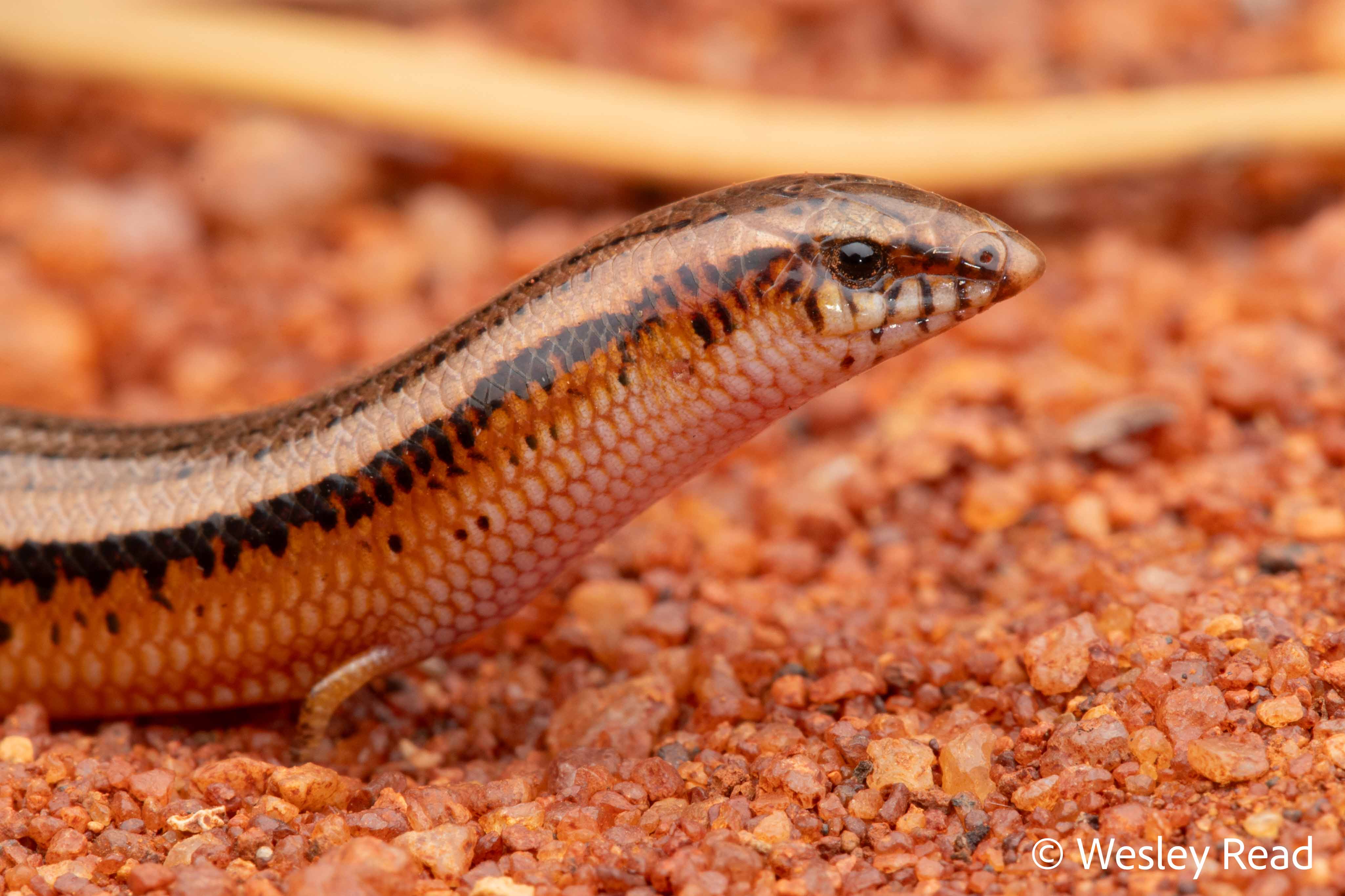Lerista stictopleura
