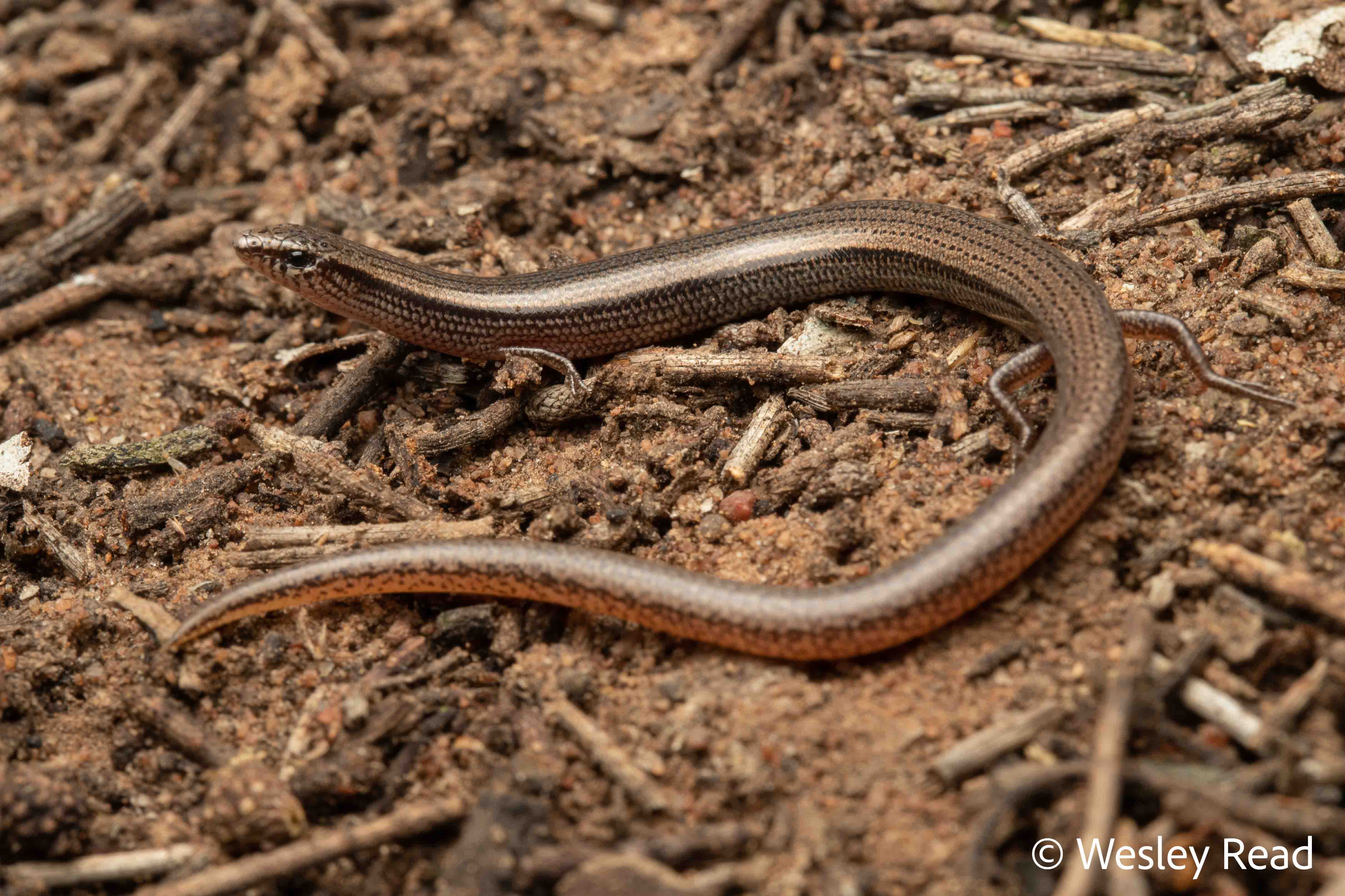 Lerista timida
