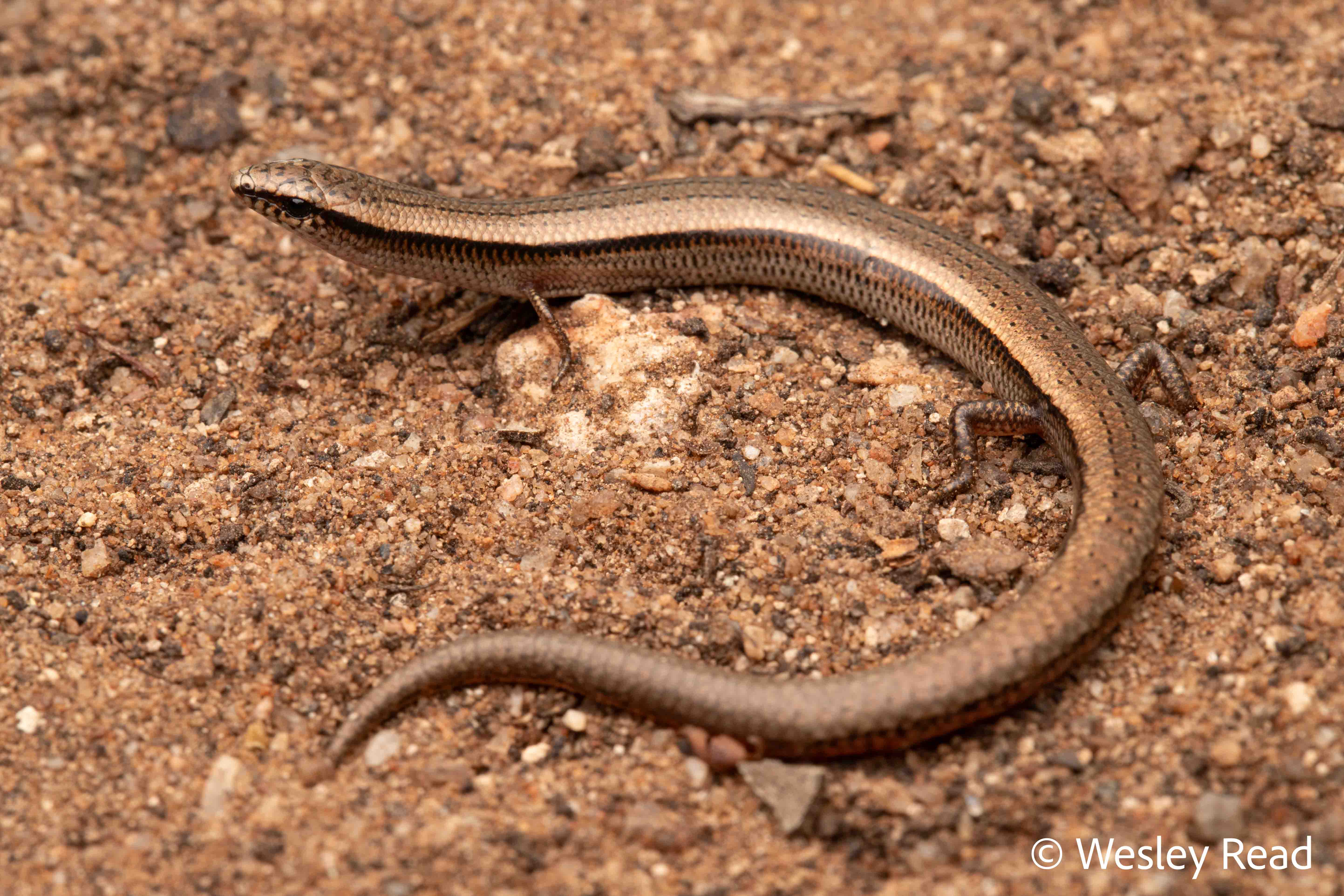 Lerista timida