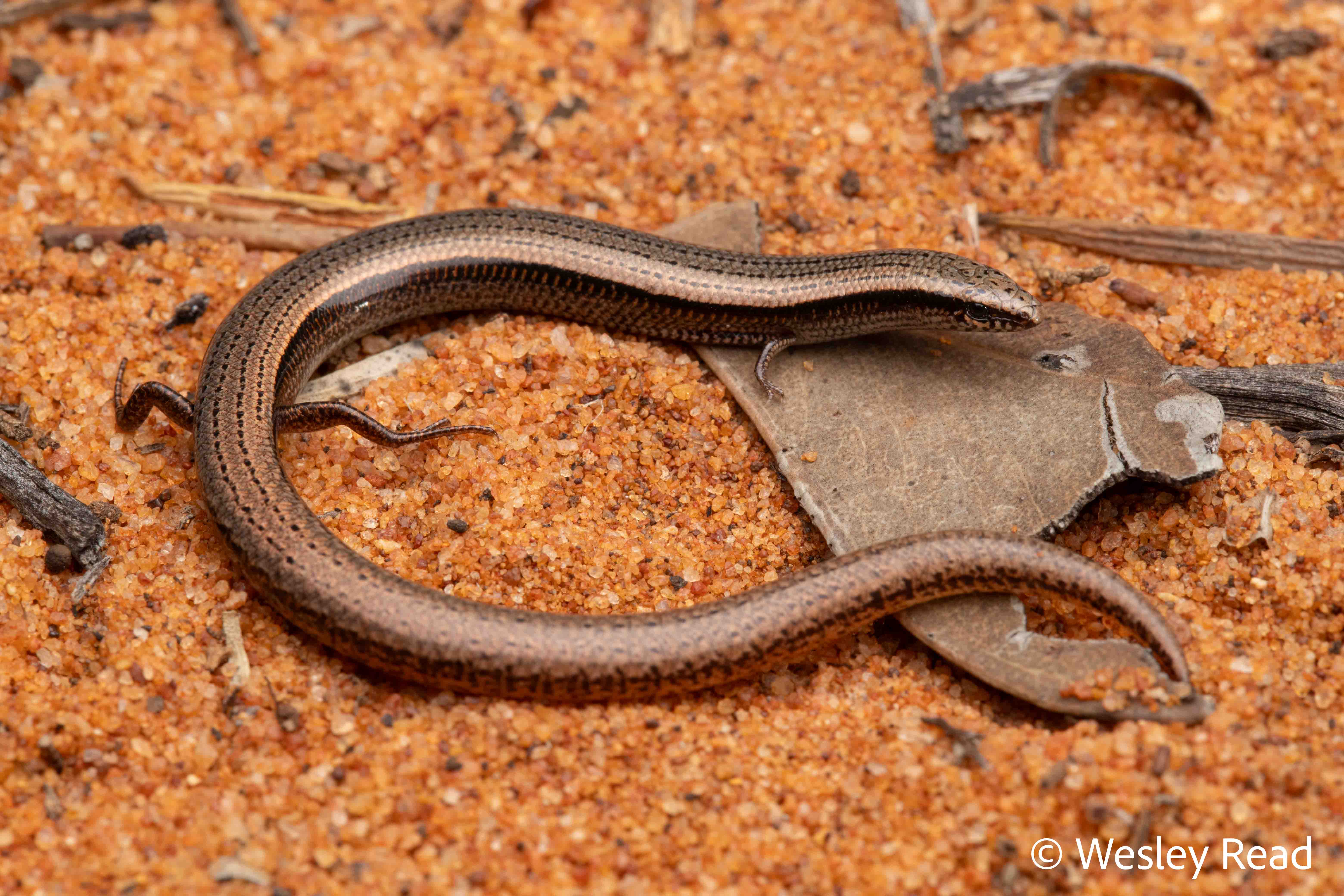 Lerista timida