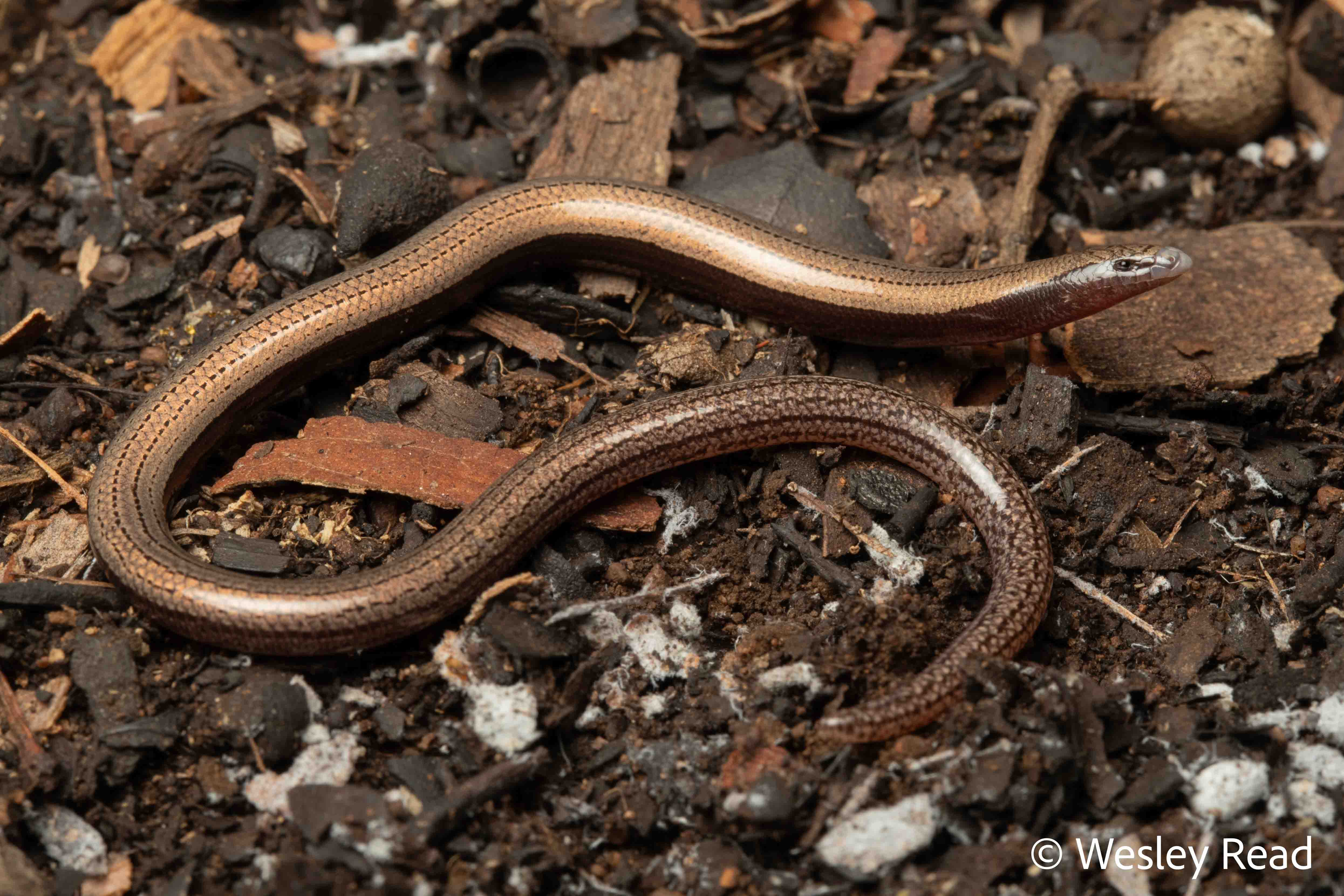 Lerista vanderduysi