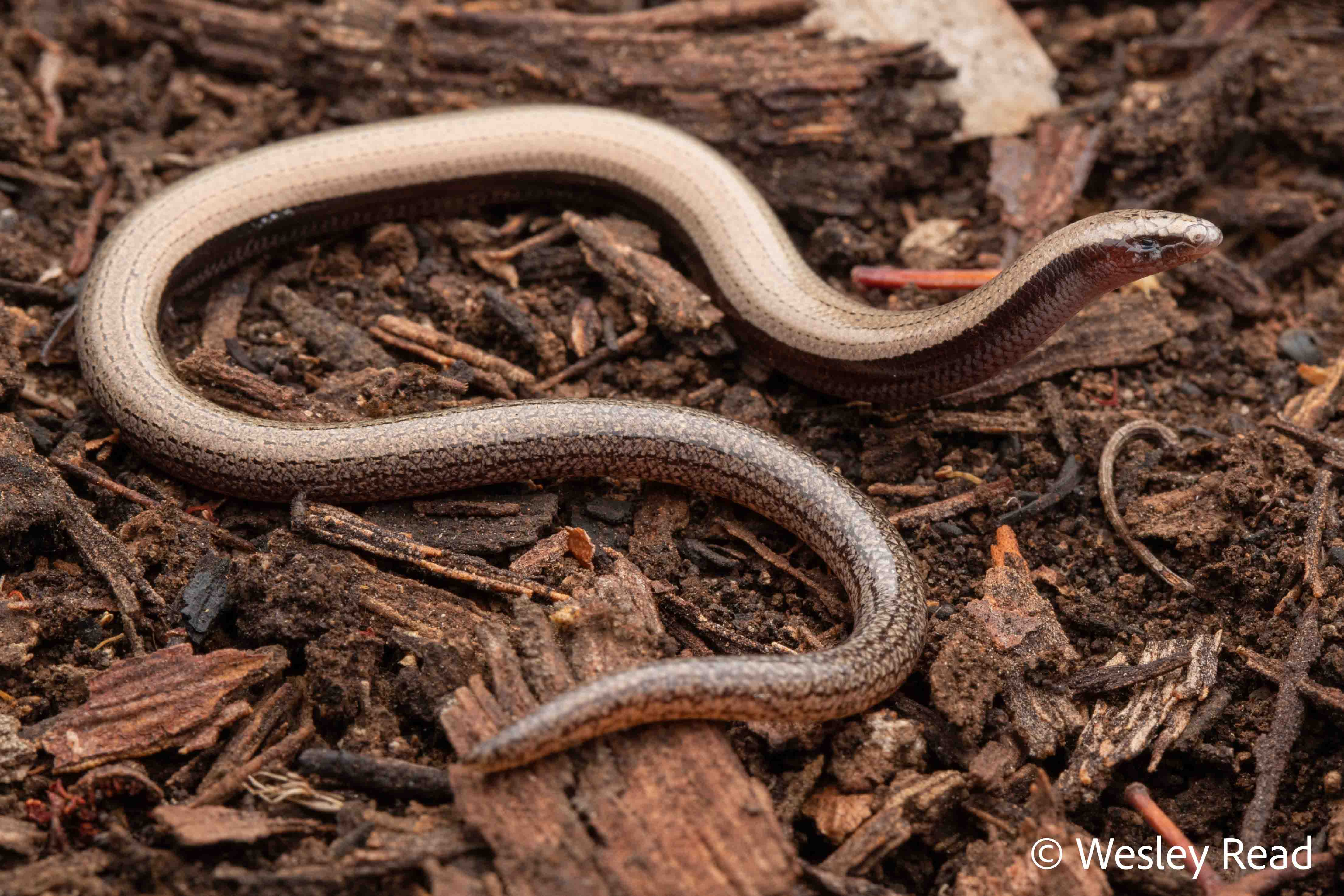 Lerista vanderduysi