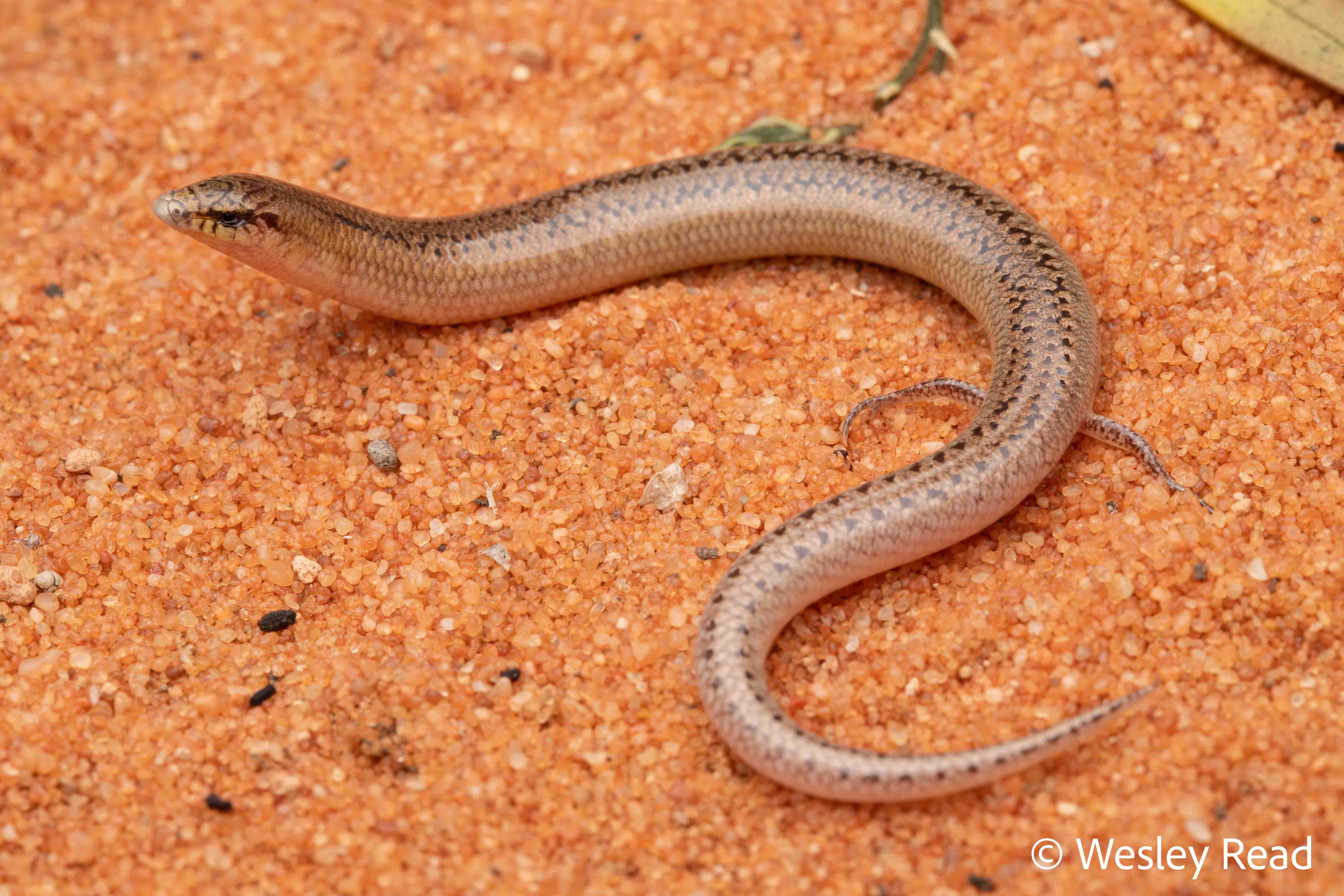 Lerista varia
