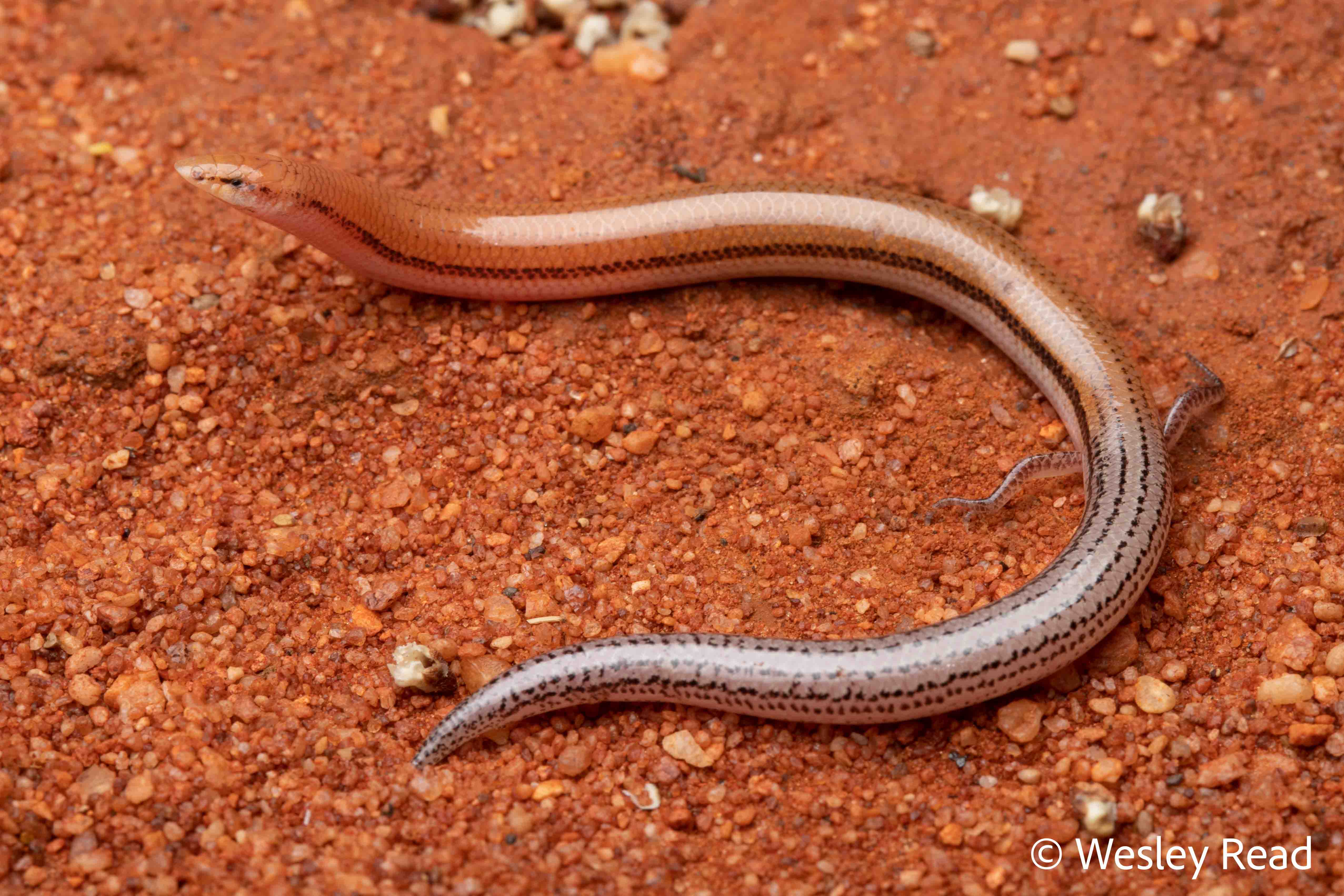 Lerista vermicularis