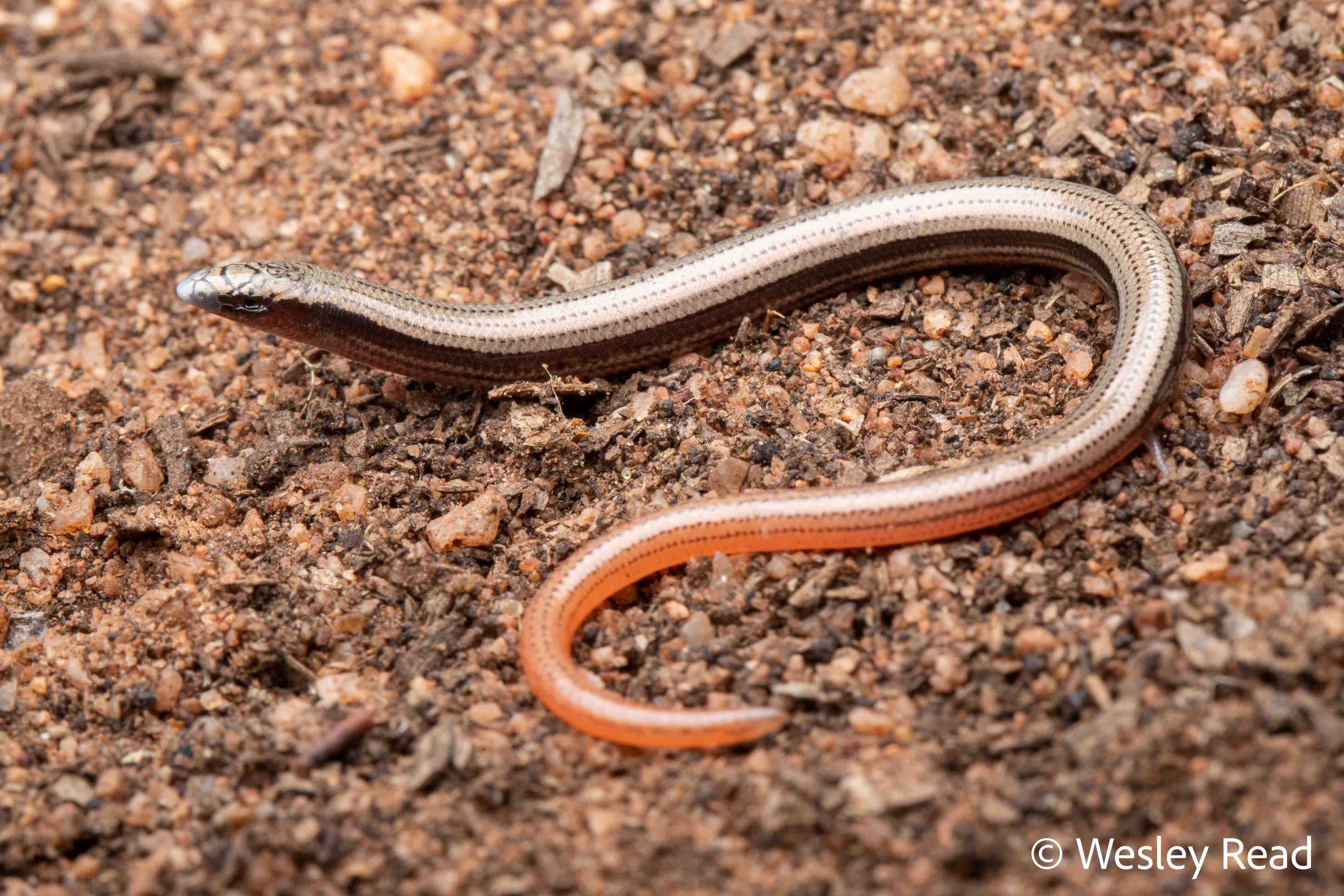 Lerista vittata