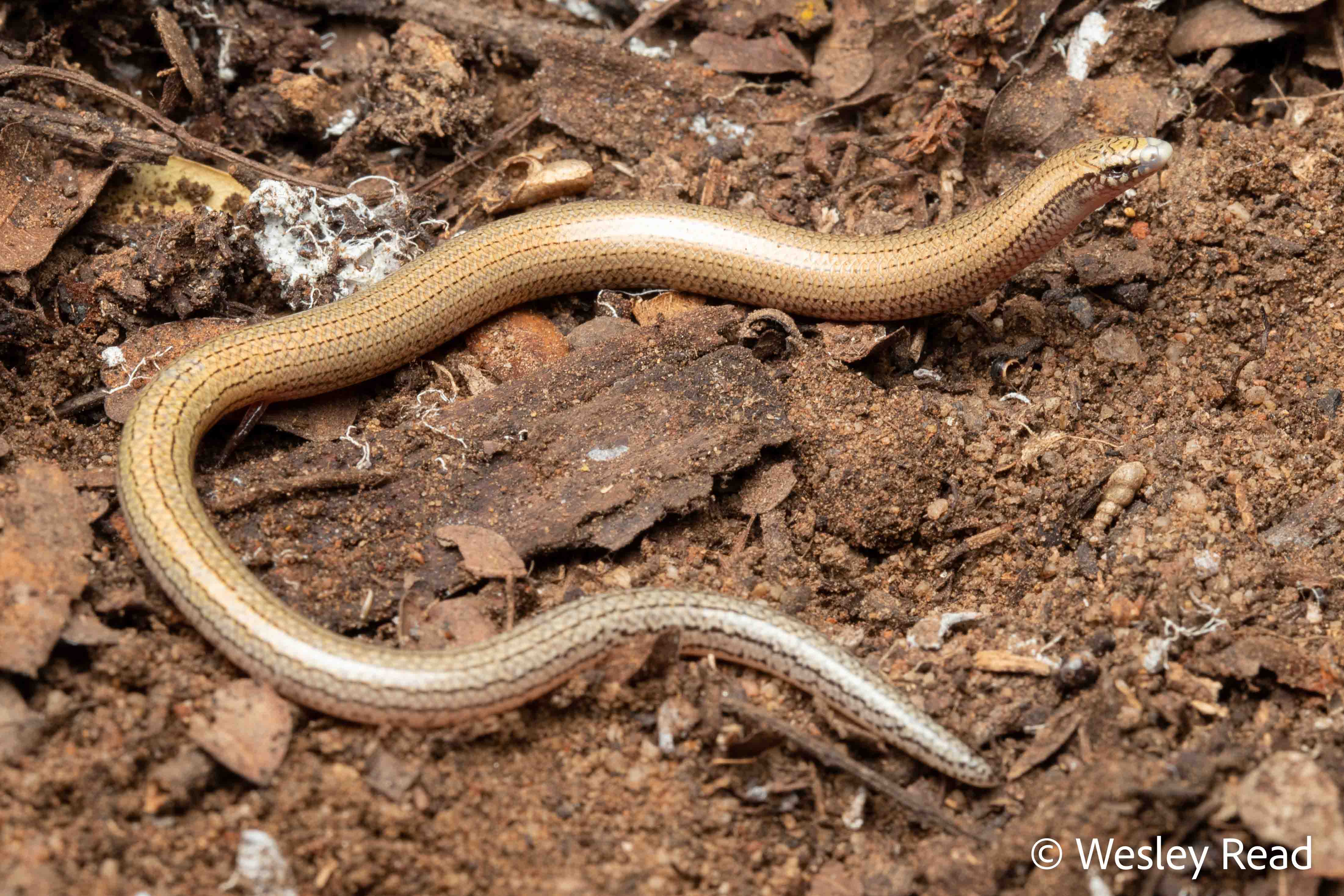 Lerista wilkinsi