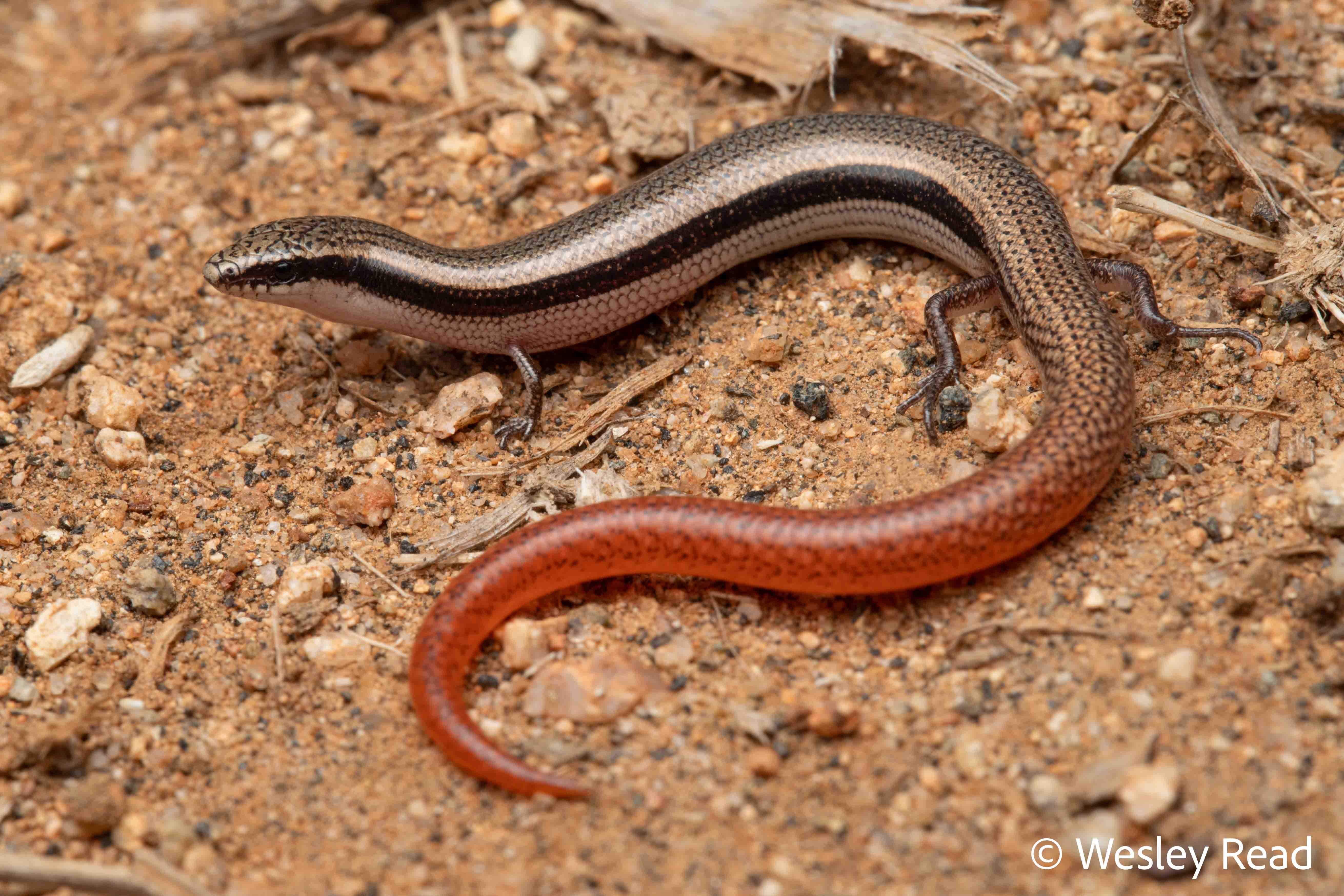 Lerista zonulata