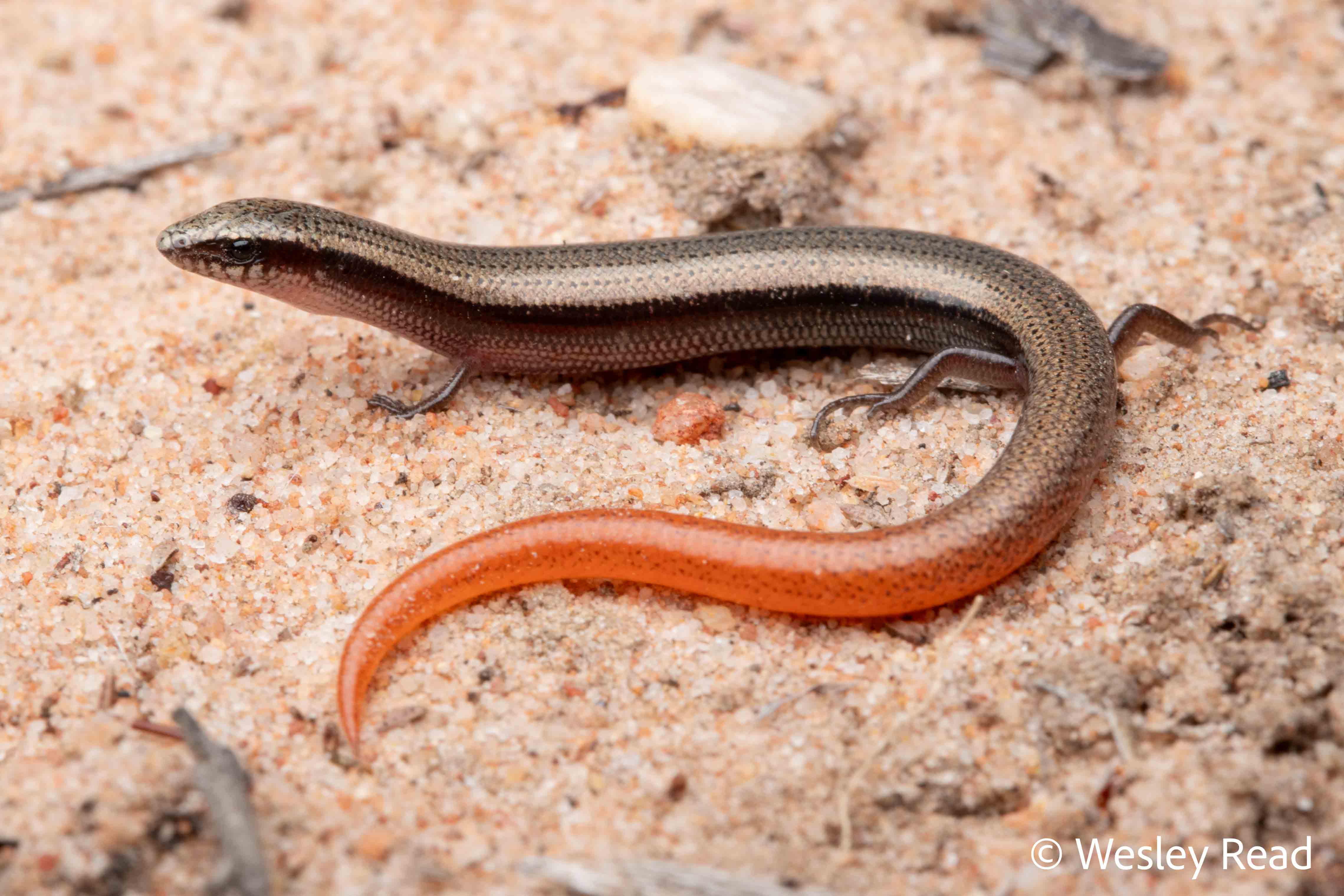 Lerista zonulata