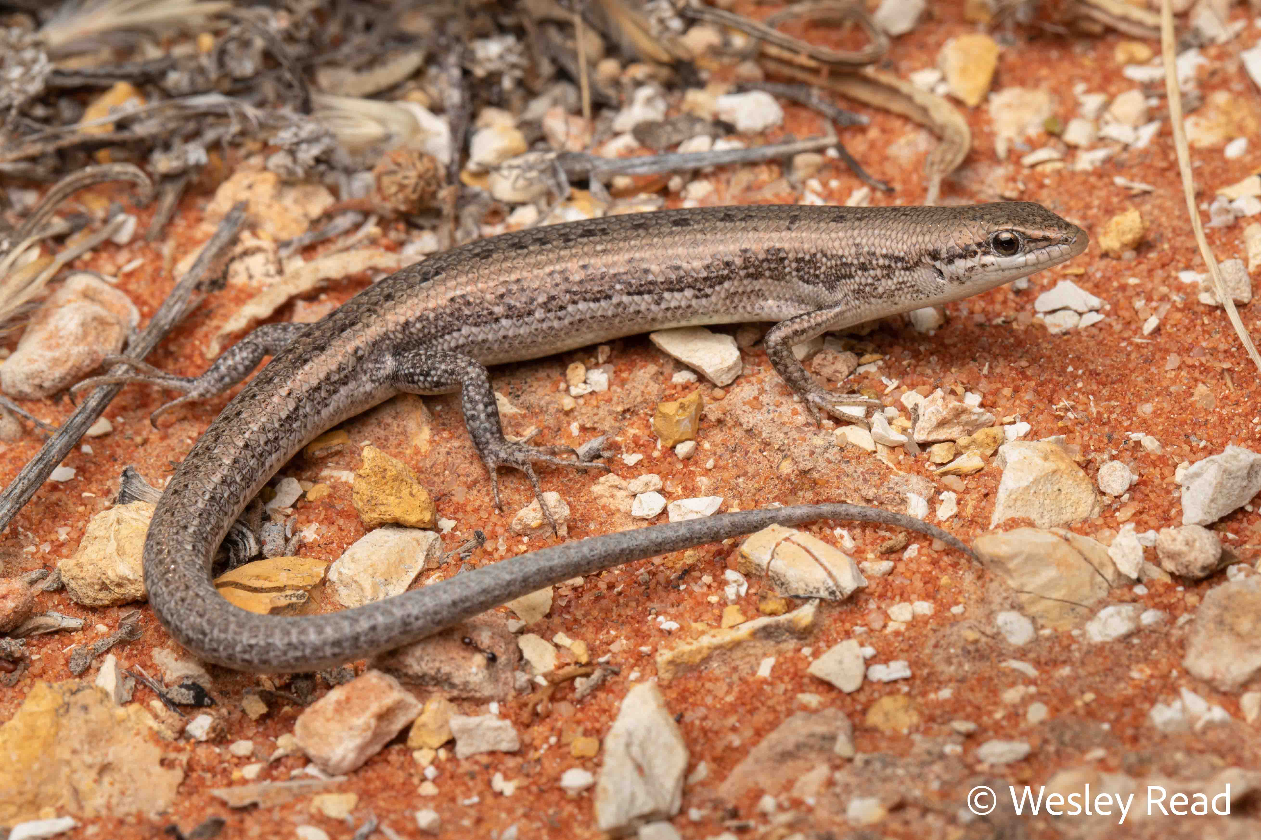 Morethia adelaidensis
