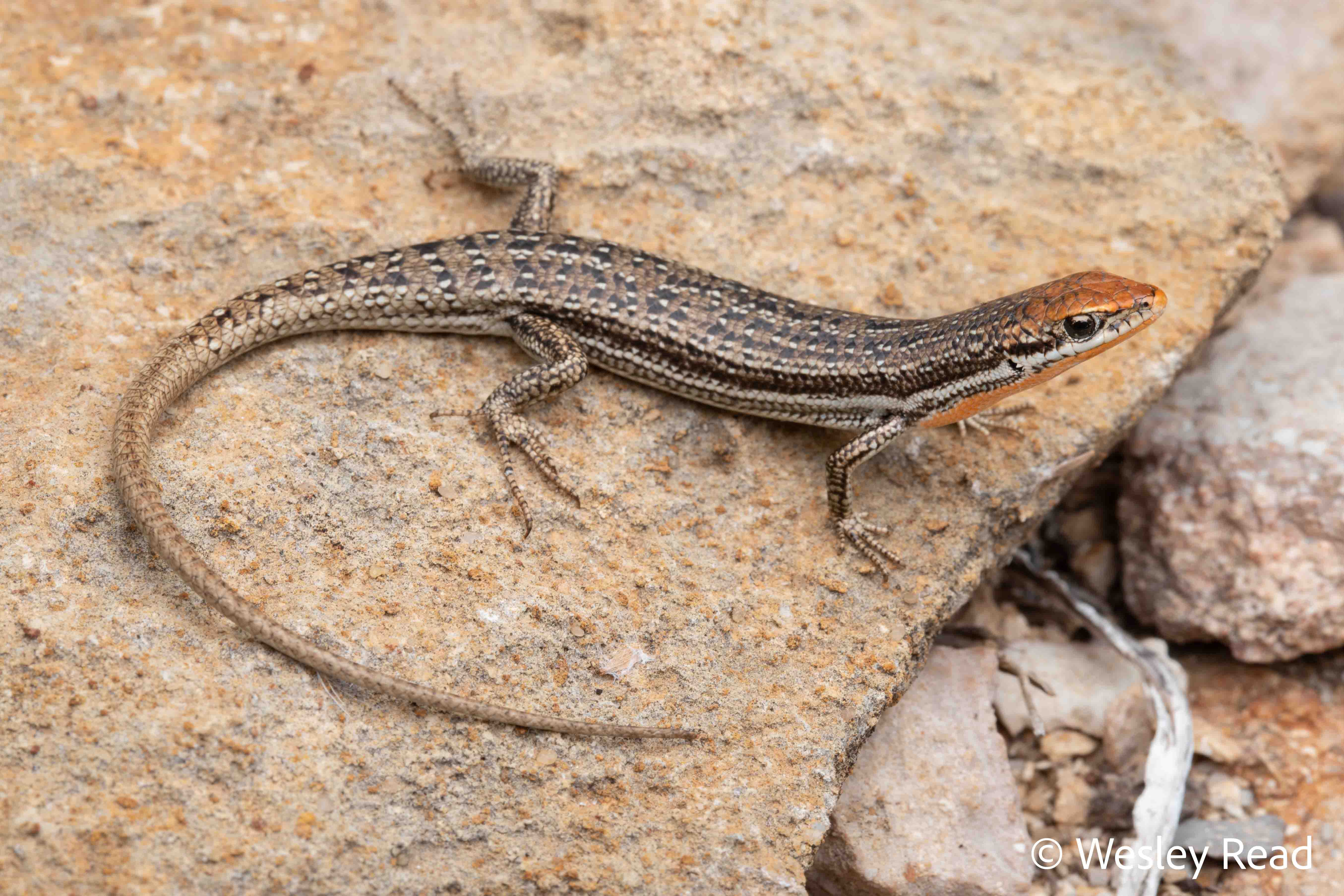 Morethia lineoocellata
