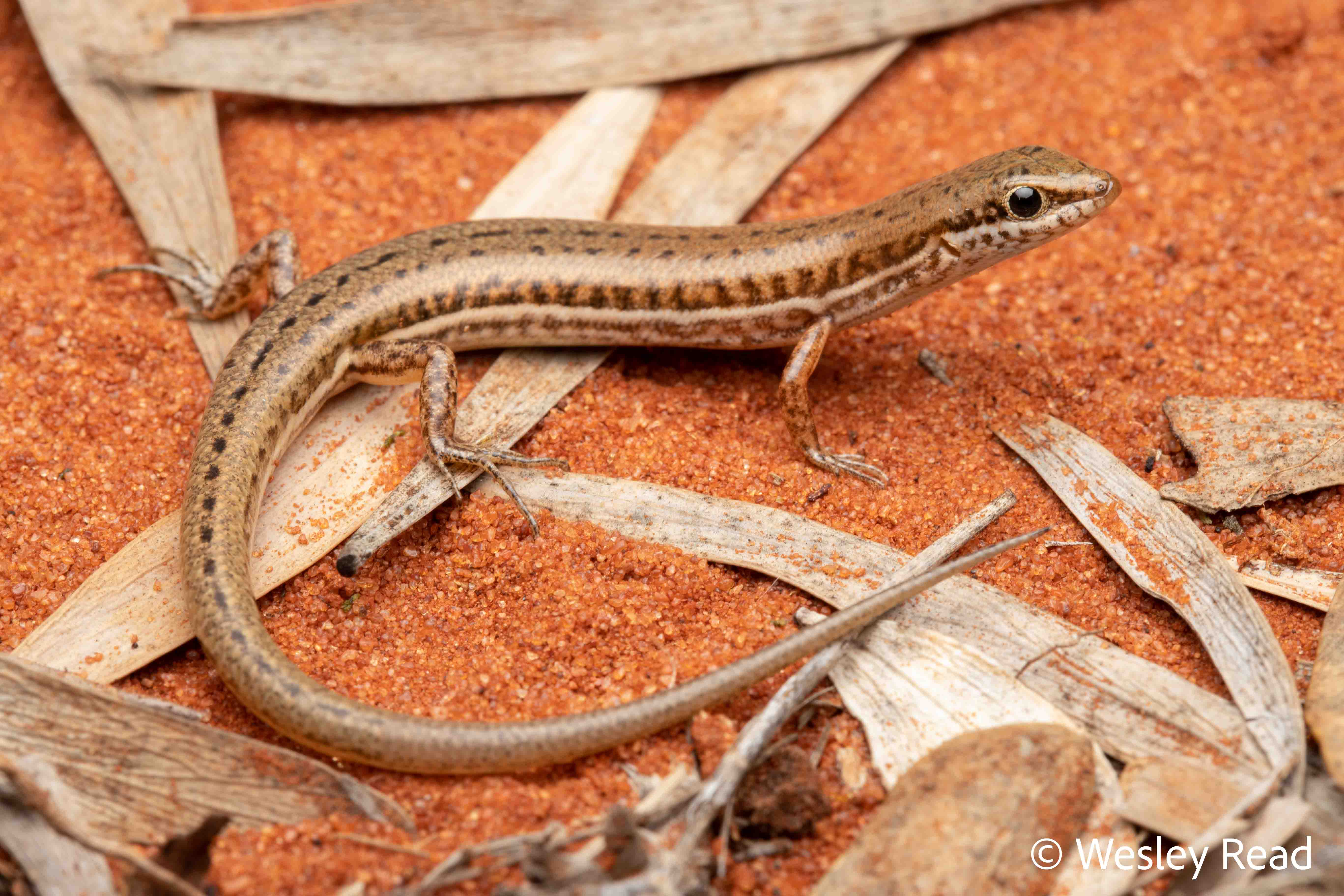 Notoscincus ornatus