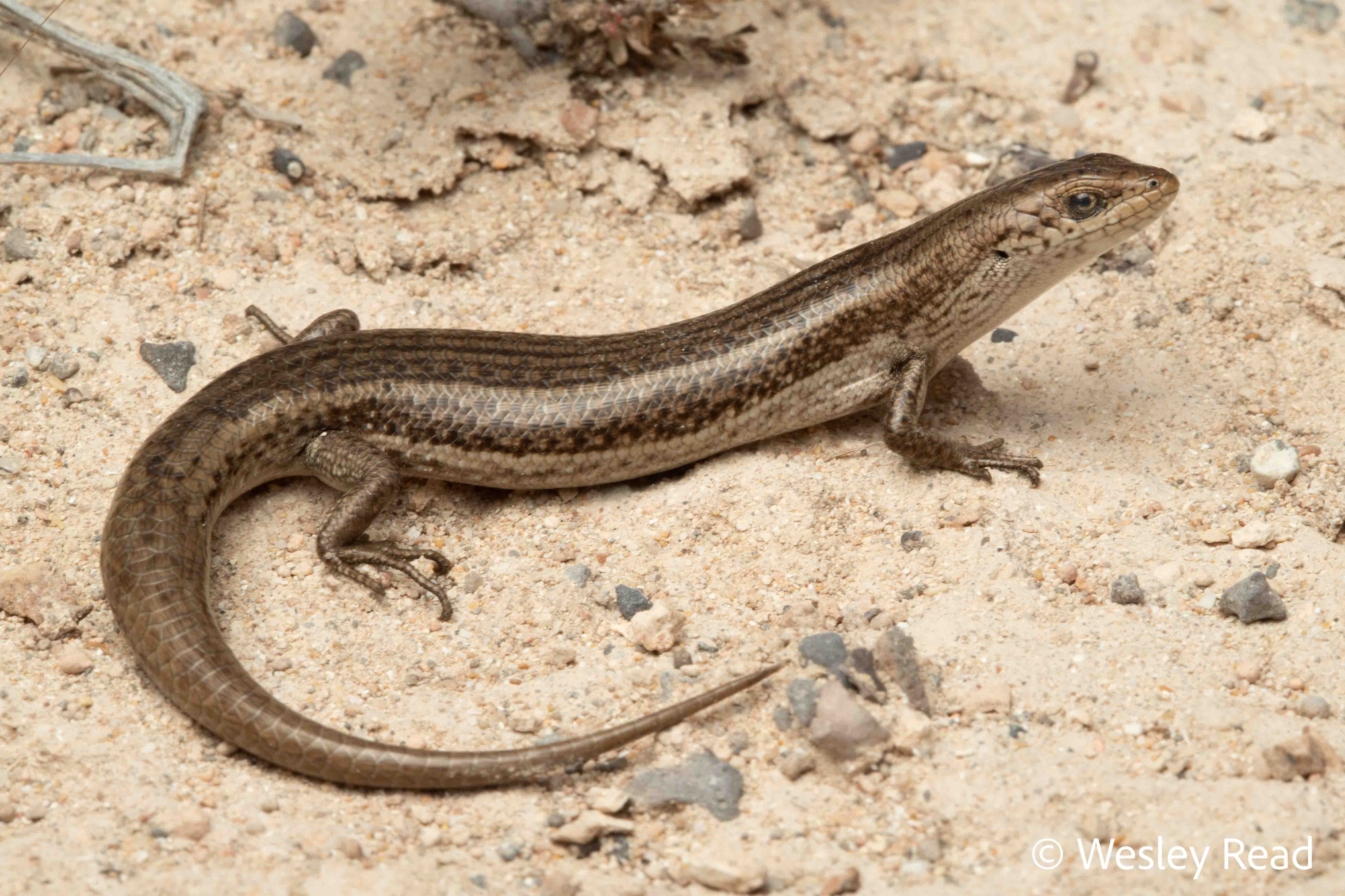 Pseudemoia baudini
