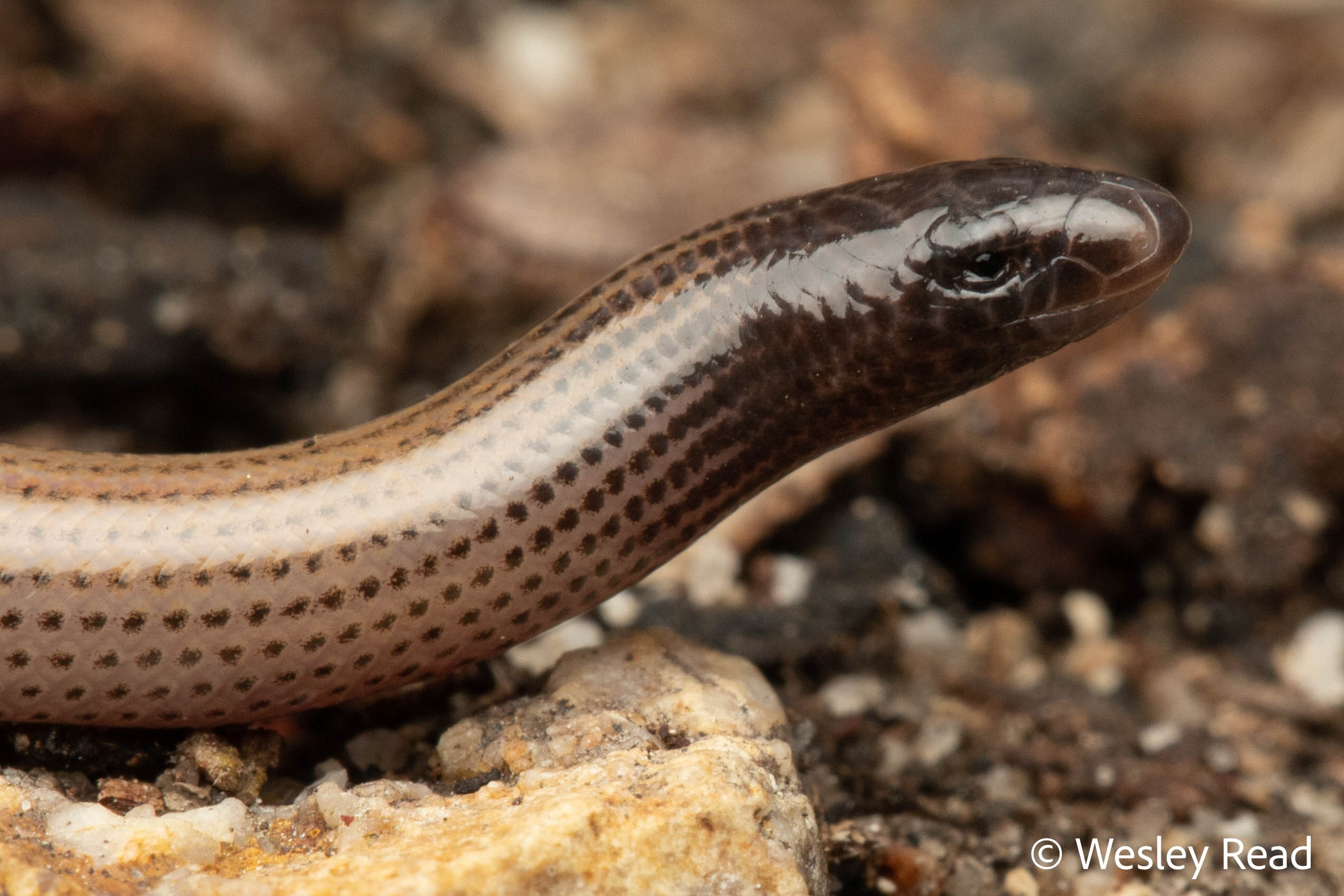 Praeteropus gowi