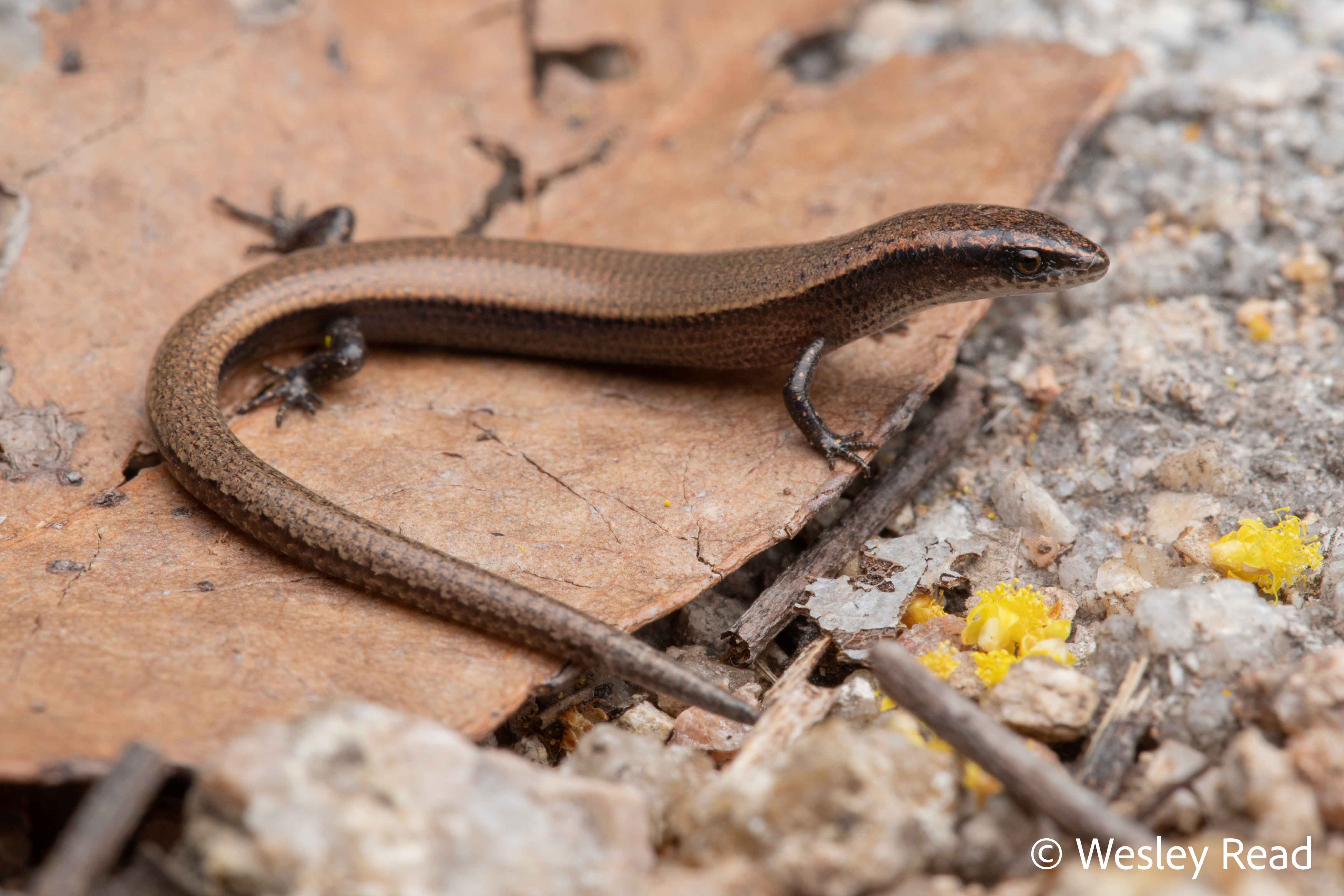 Pygmaeascincus sadlieri