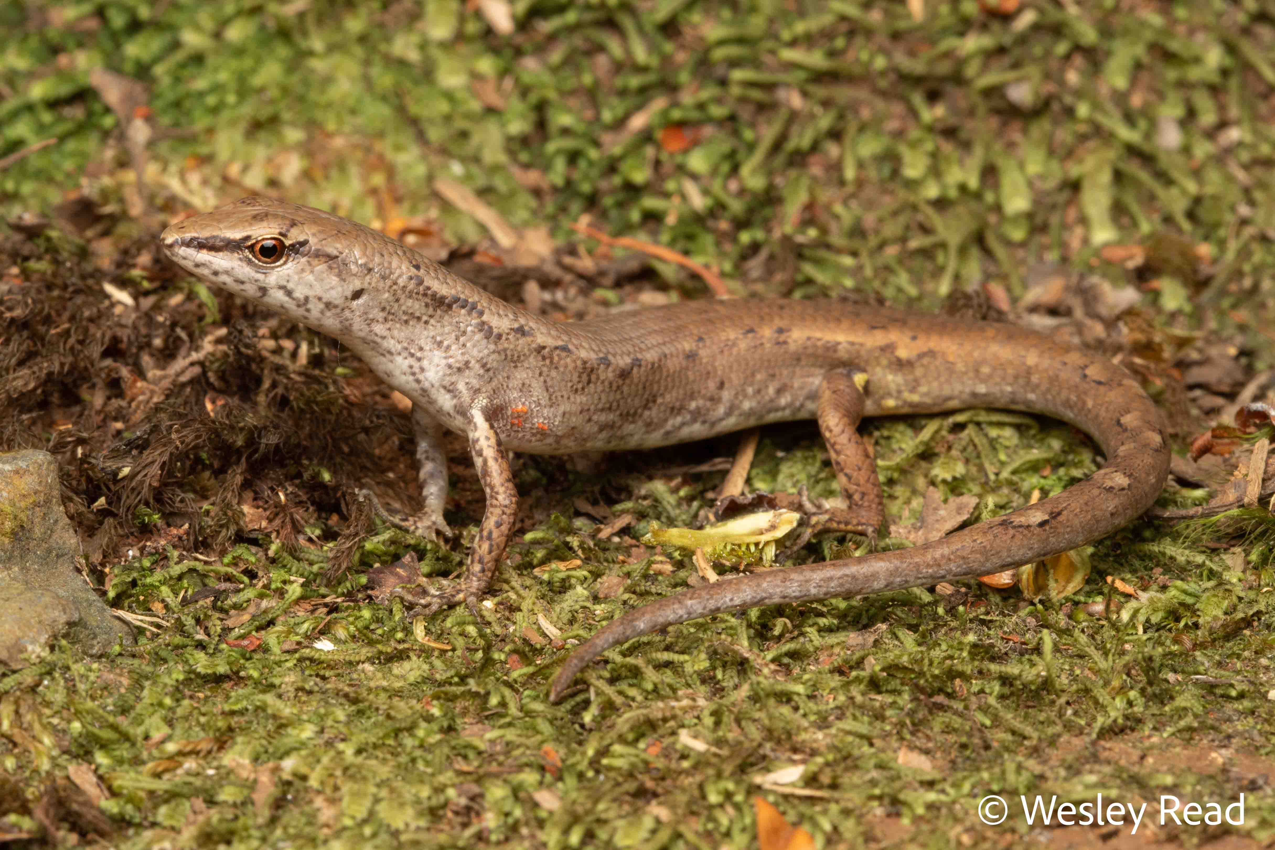 Saproscincus challengeri