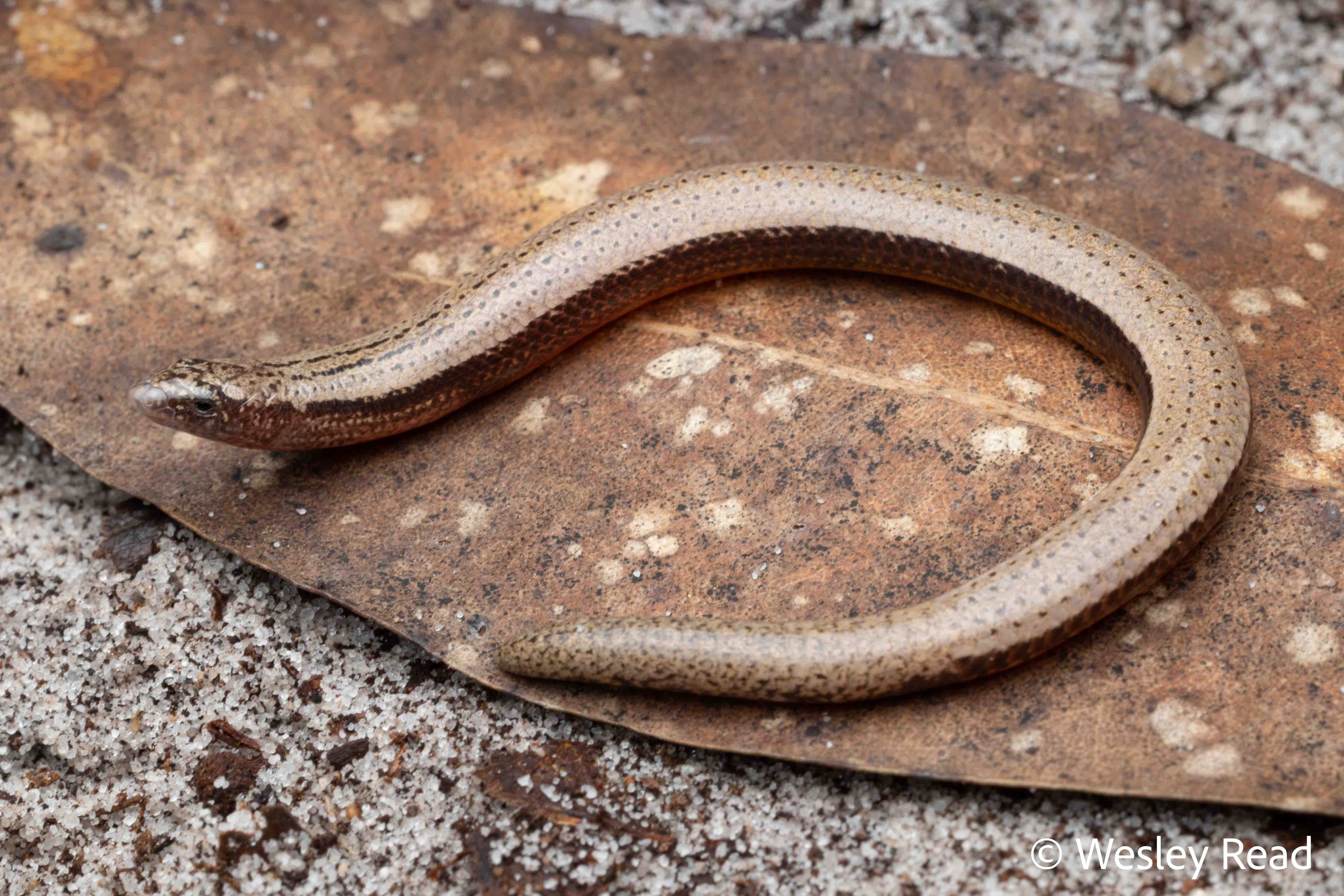 Saiphos cooloolensis