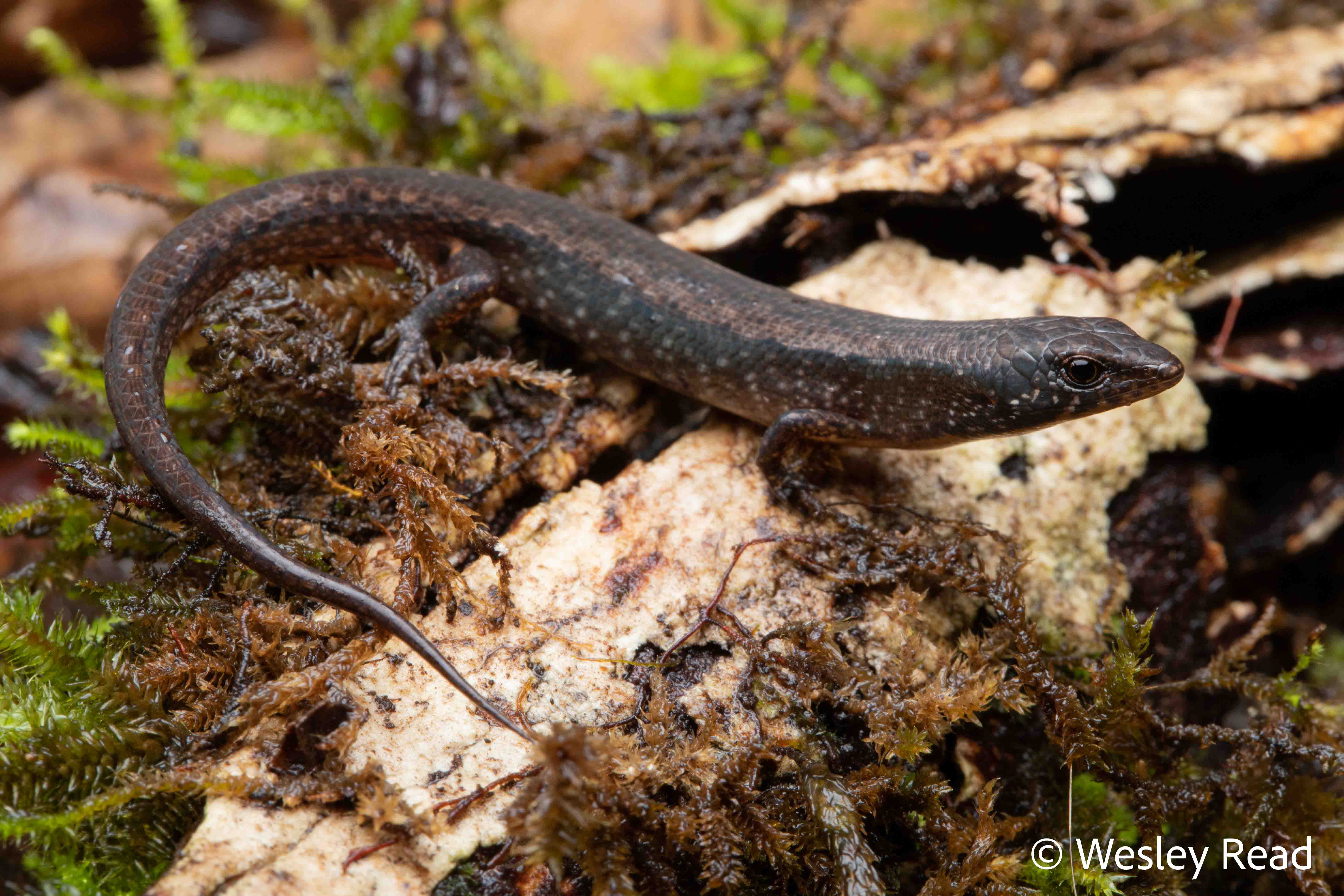 Saproscincus czechurai
