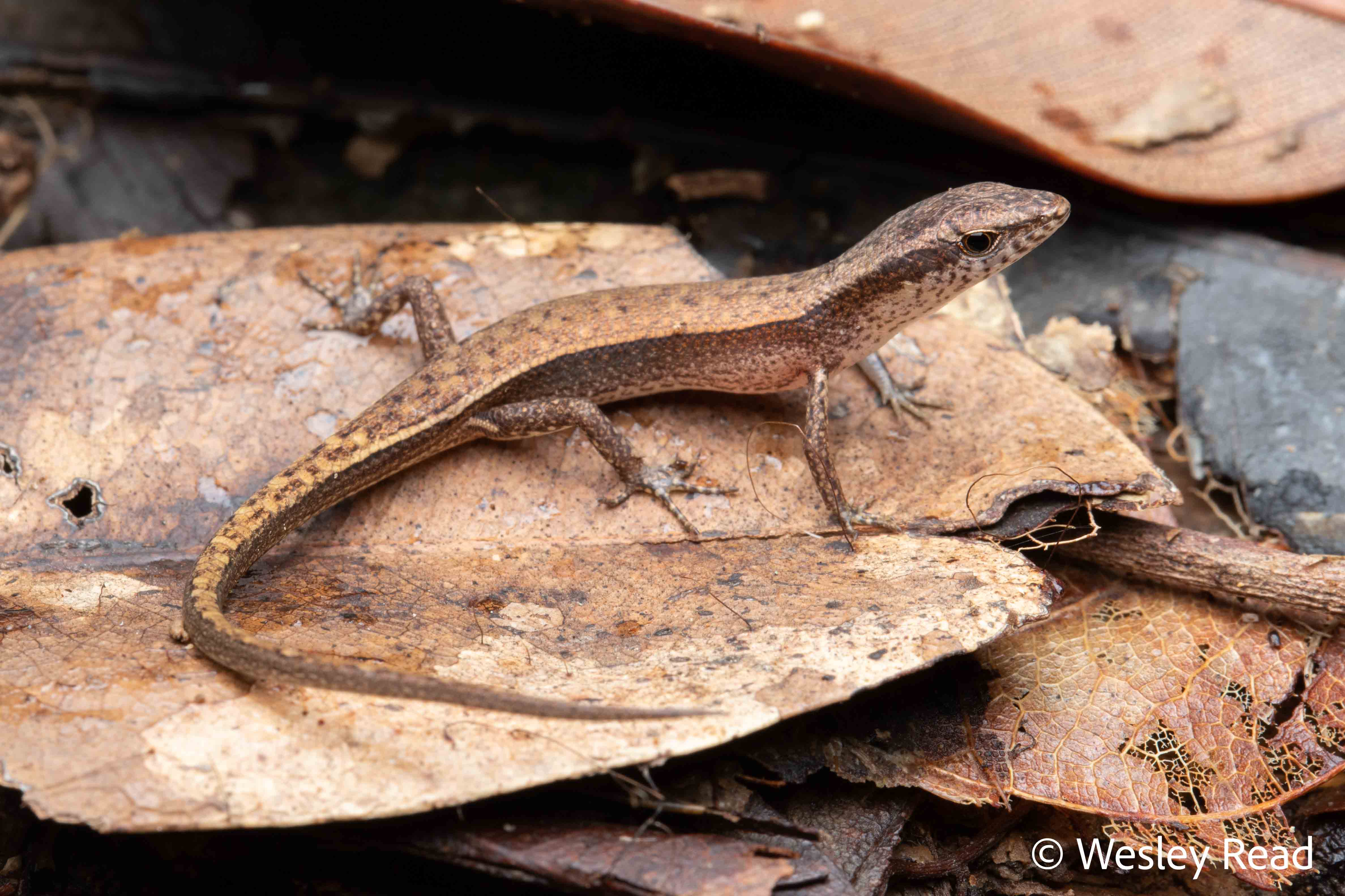 Saproscincus lewisi