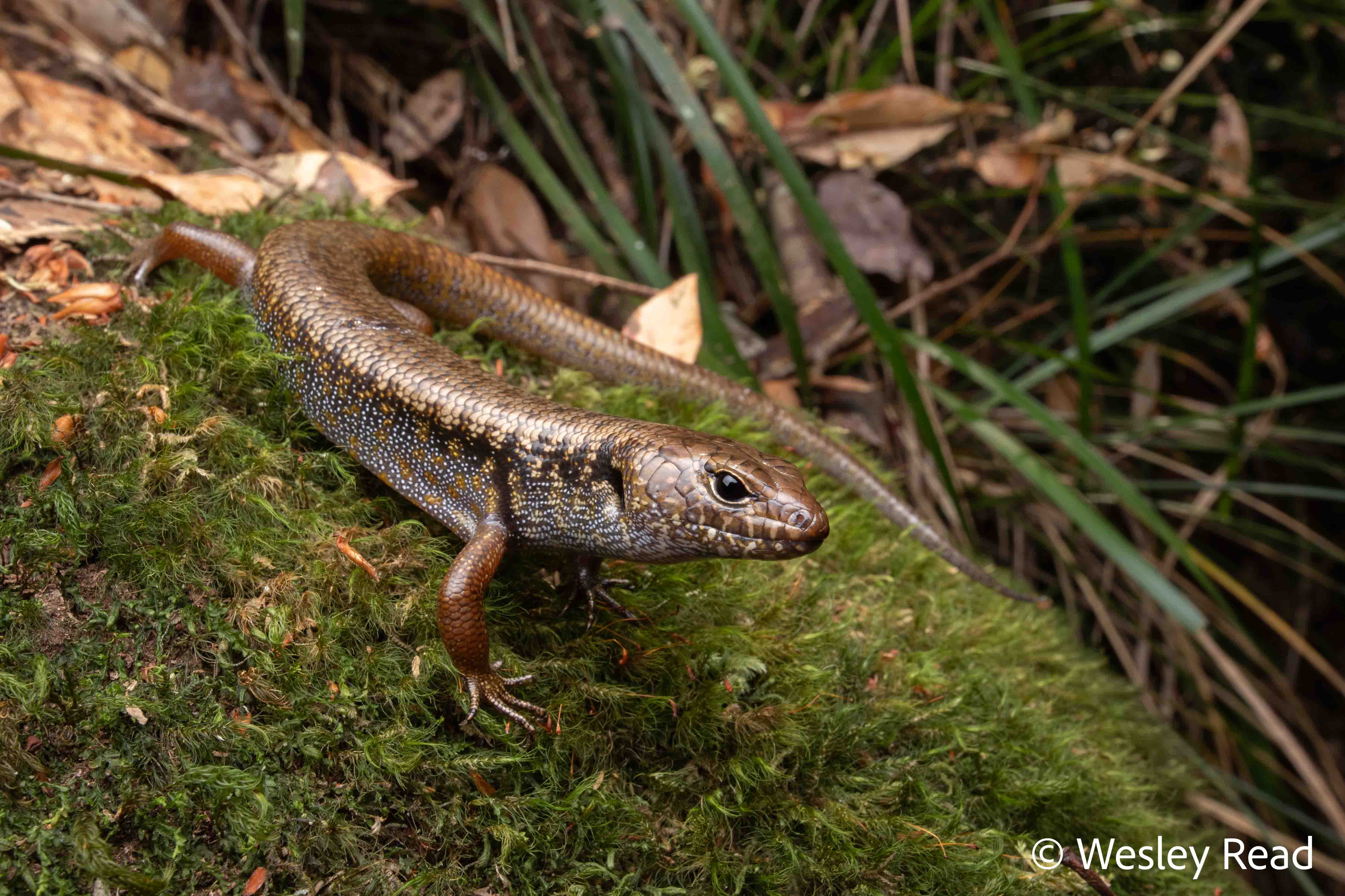 Silvascincus murrayi