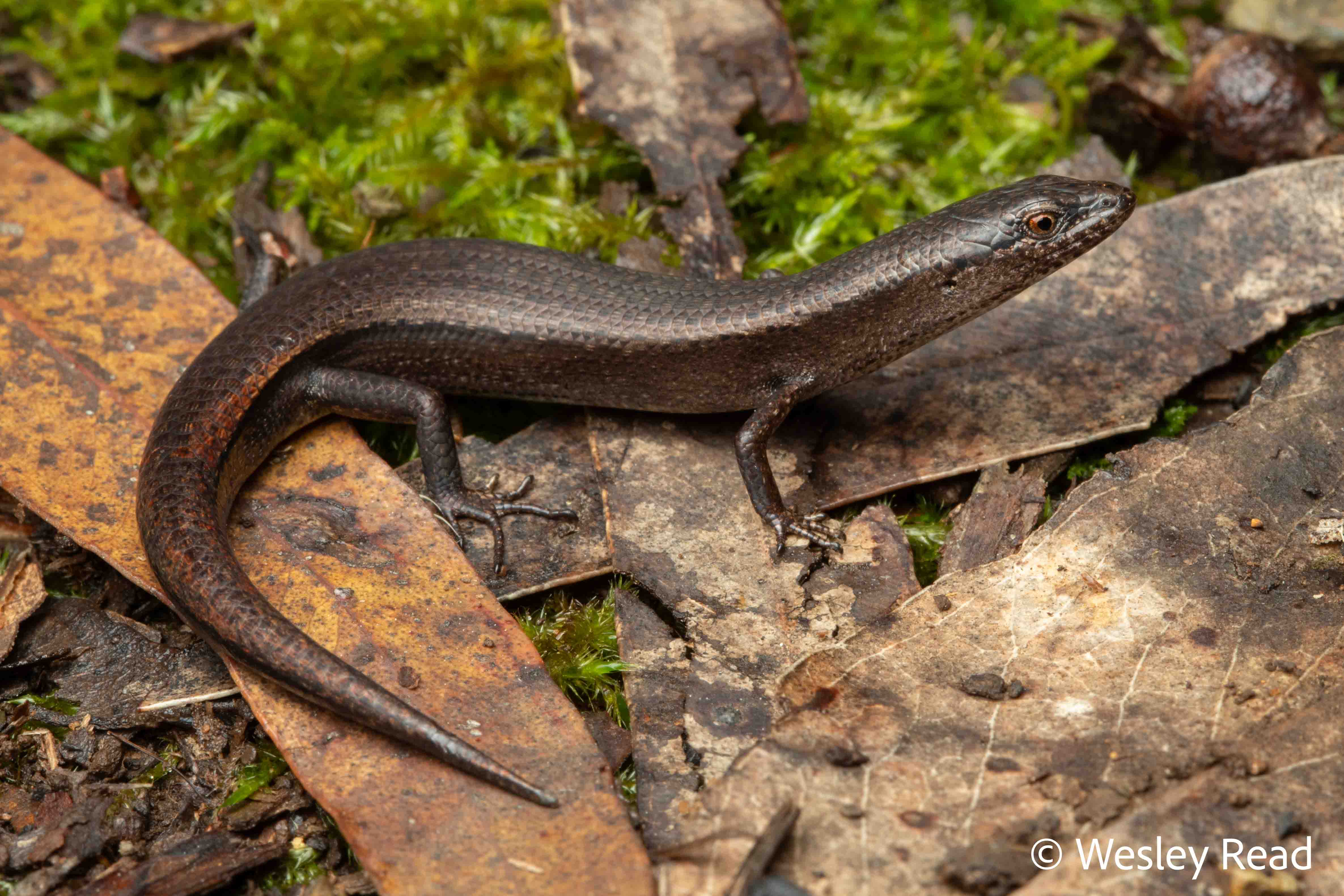 Saproscincus mustelinus