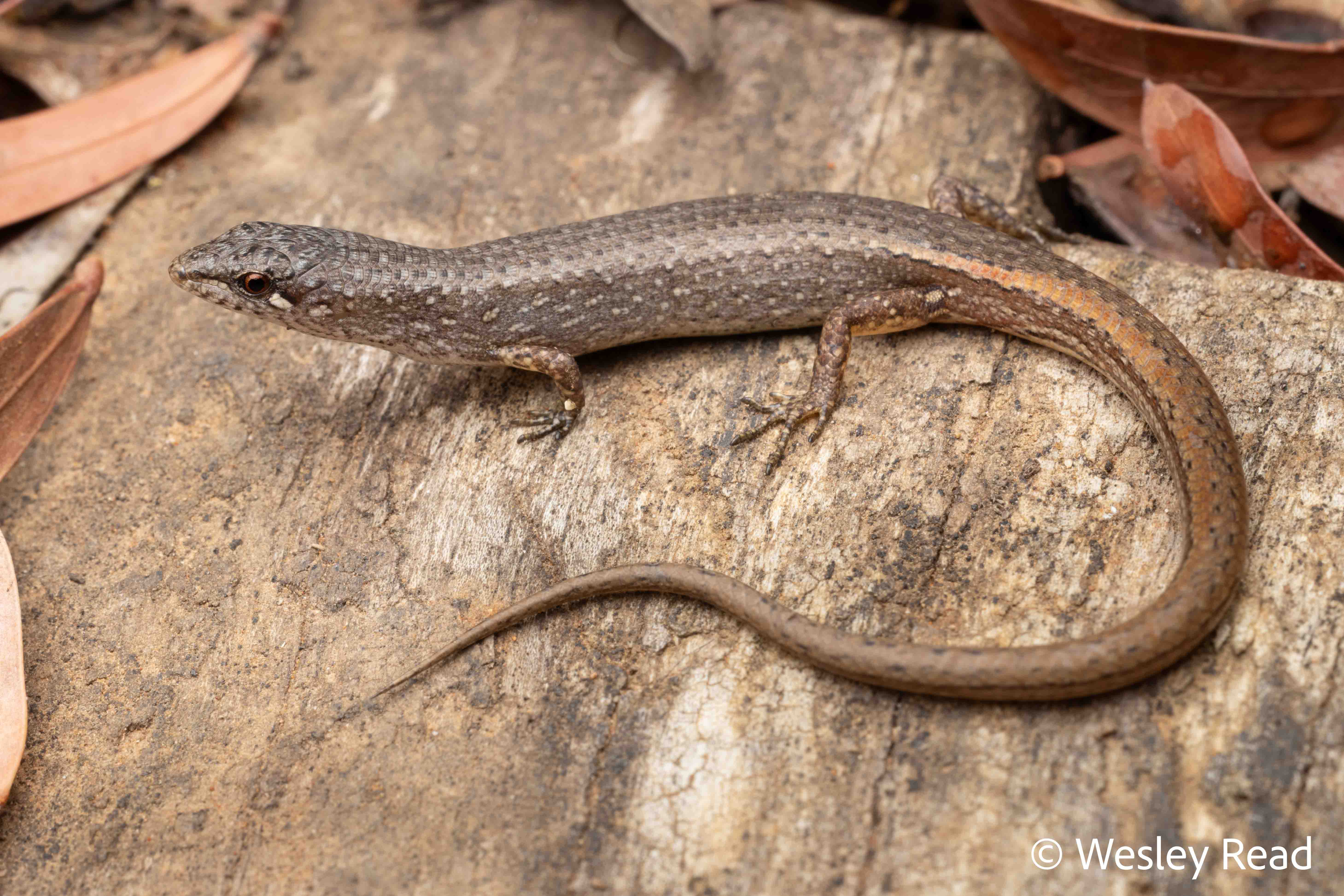 Saproscincus mustelinus