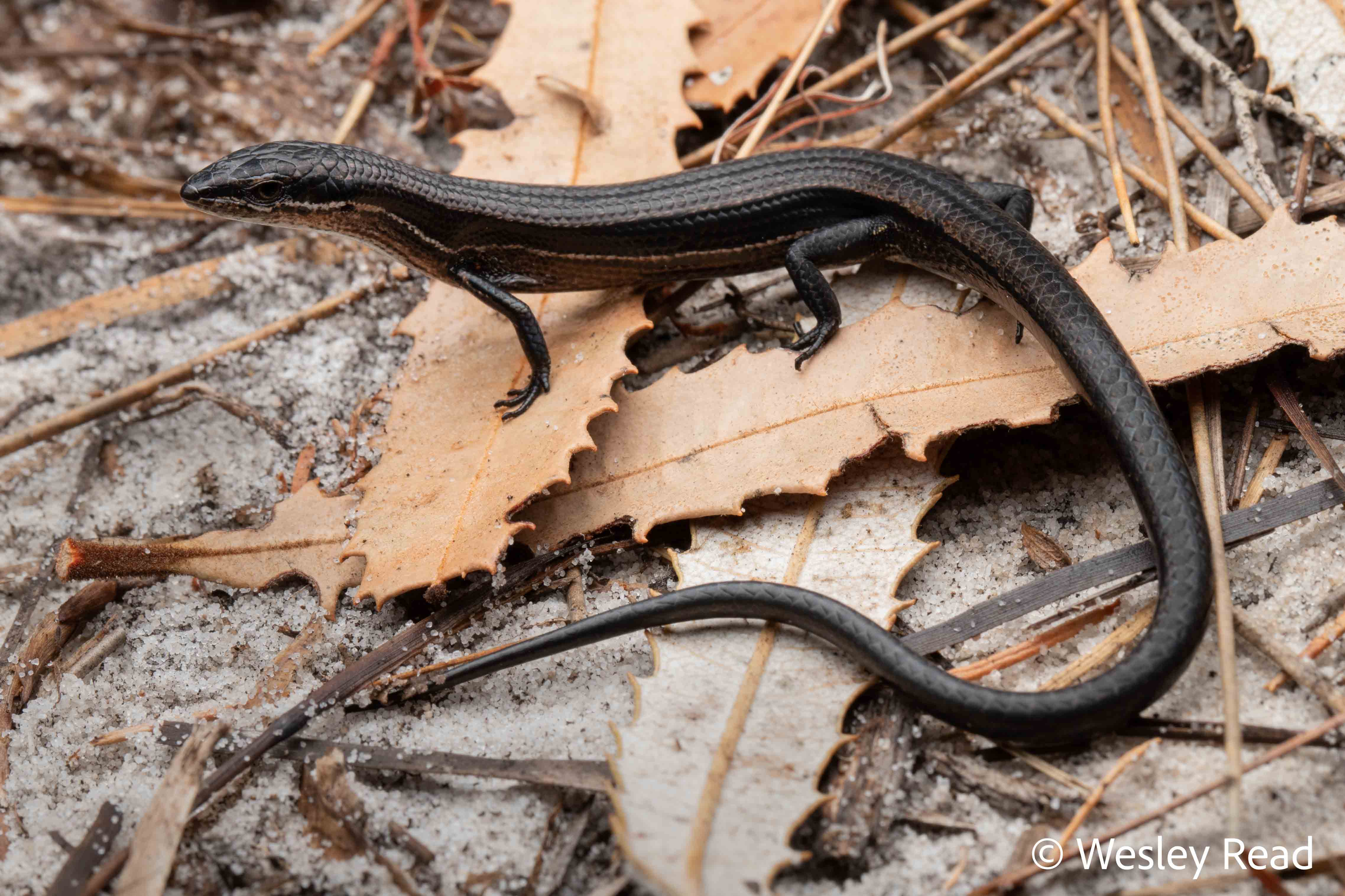 Saproscincus oriarus