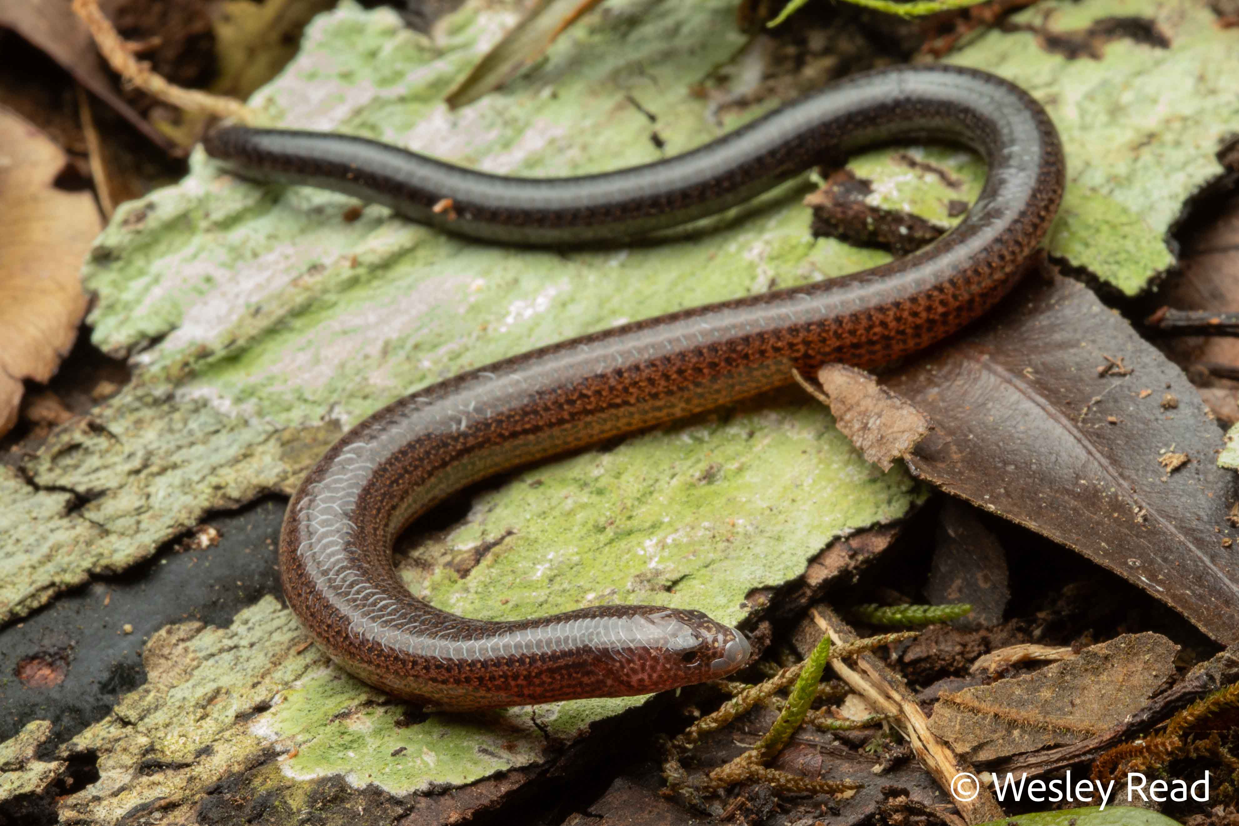 Saiphos truncatus
