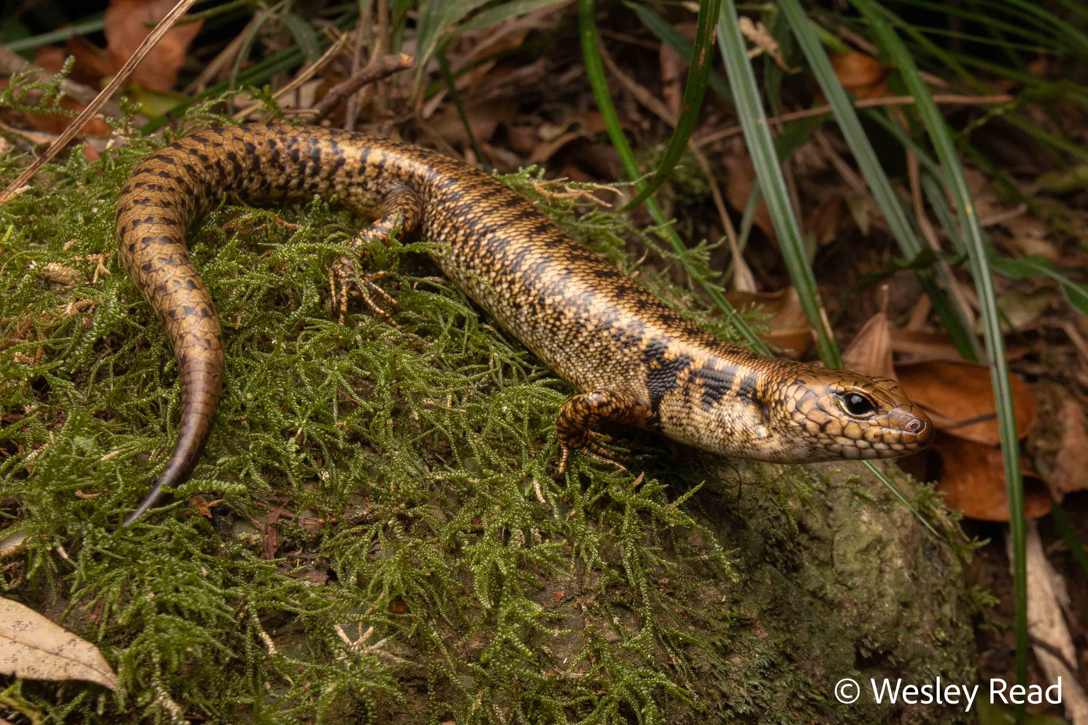 Silvascincus tryoni