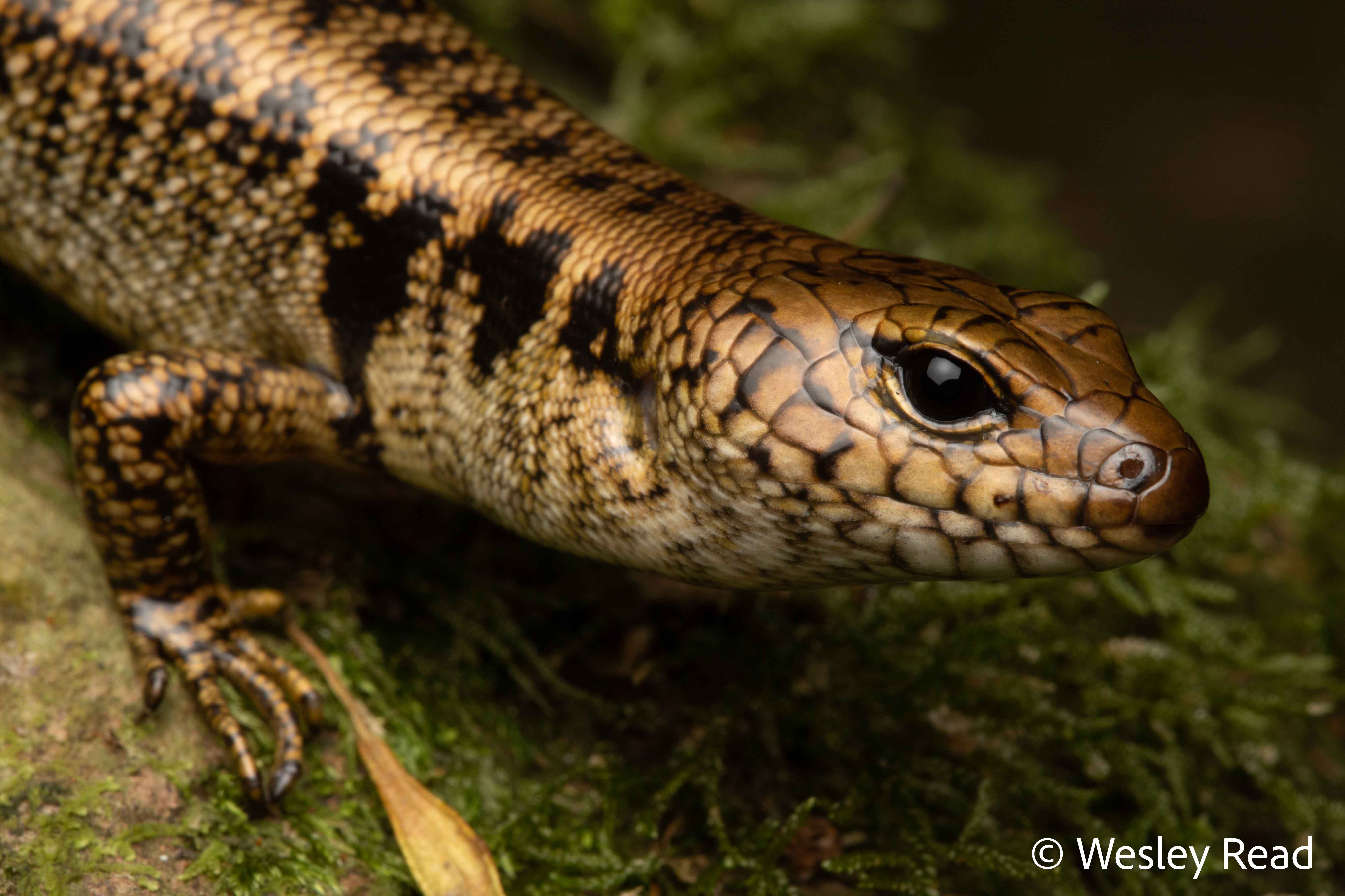 Silvascincus tryoni