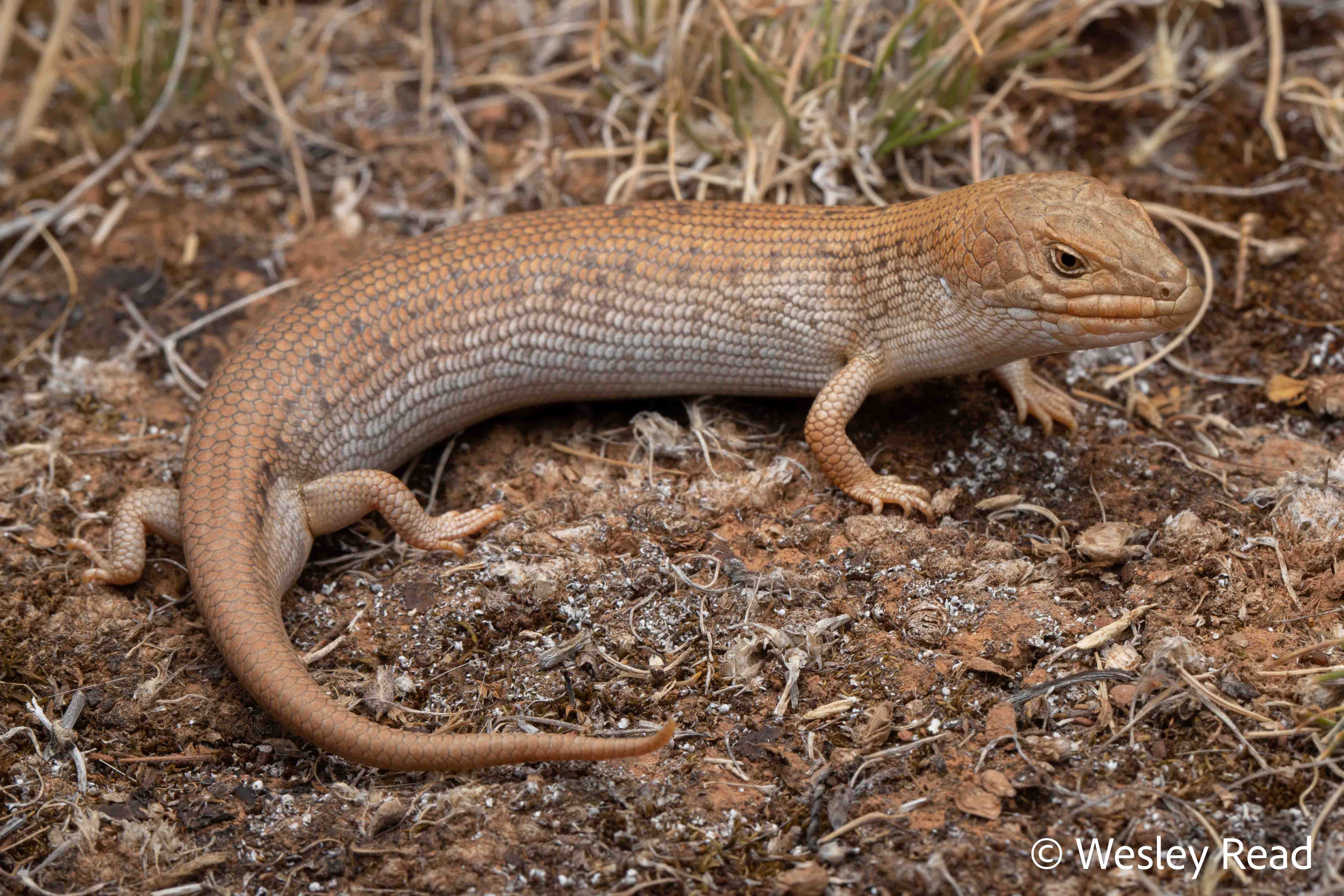 Tiliqua adelaidensis