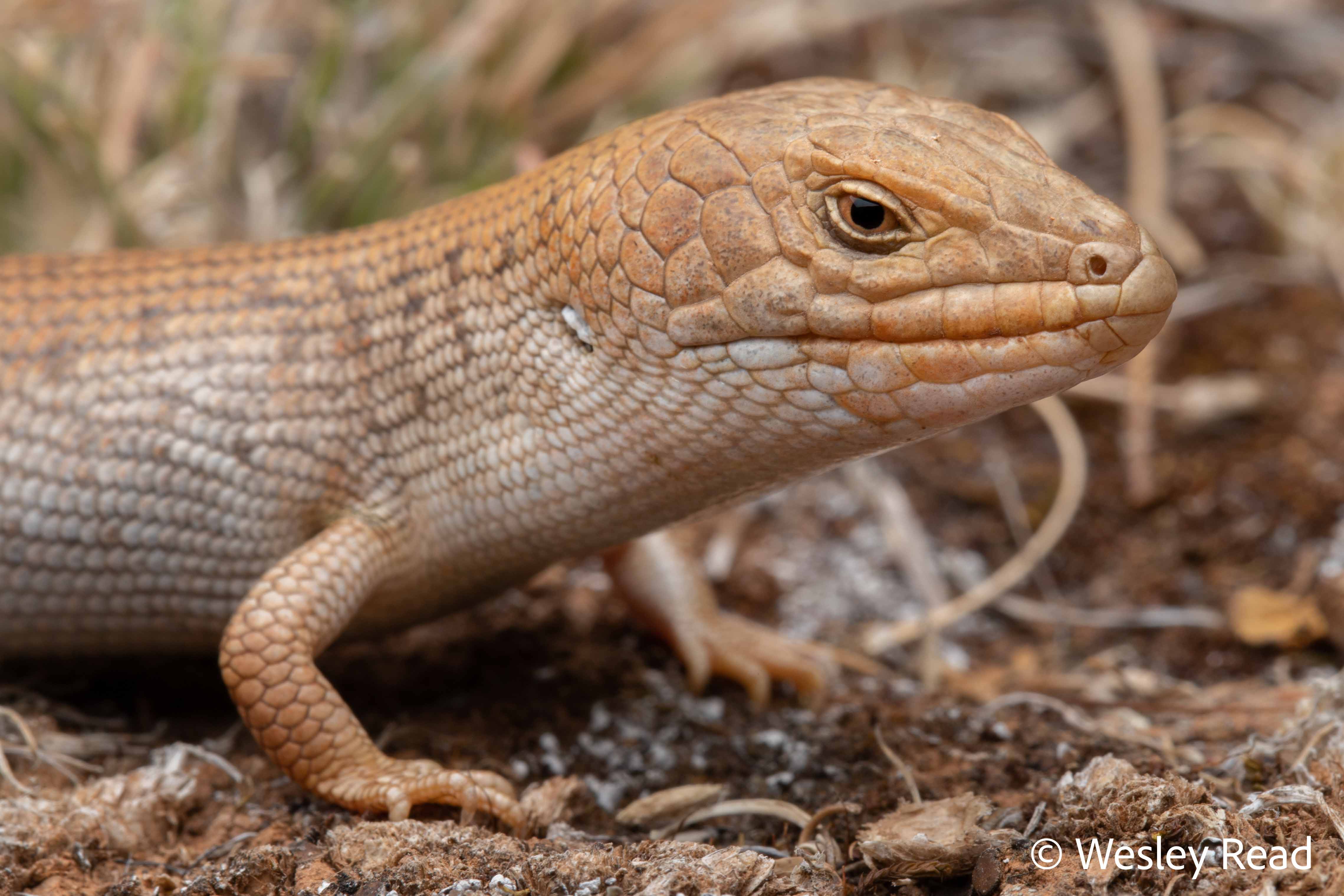 Tiliqua adelaidensis