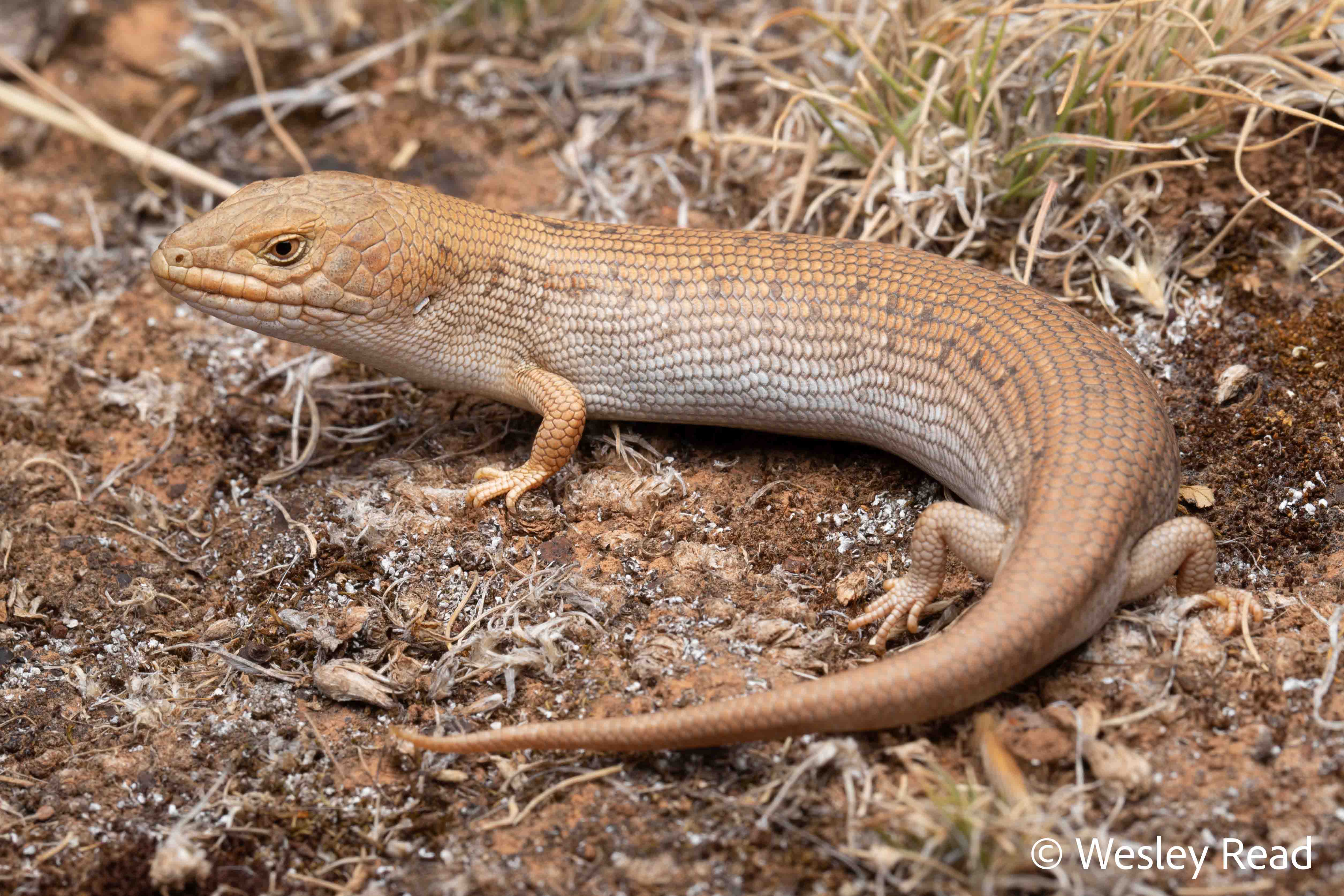 Tiliqua adelaidensis